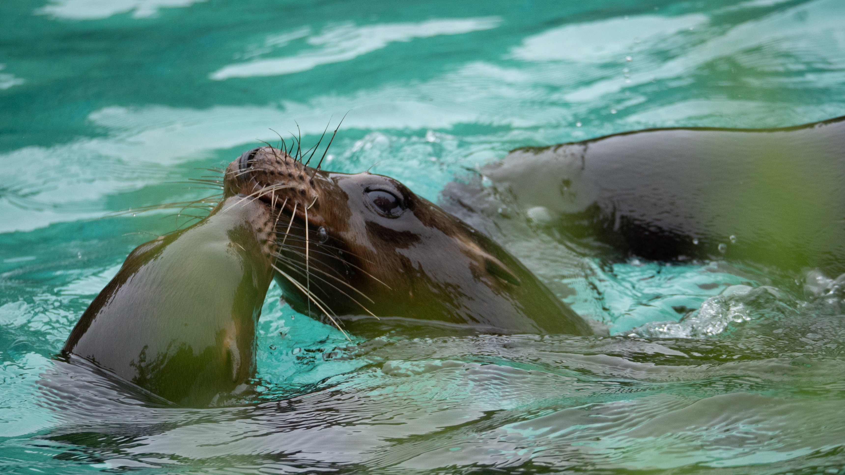 1. A Sea Lion Pup Grows Up