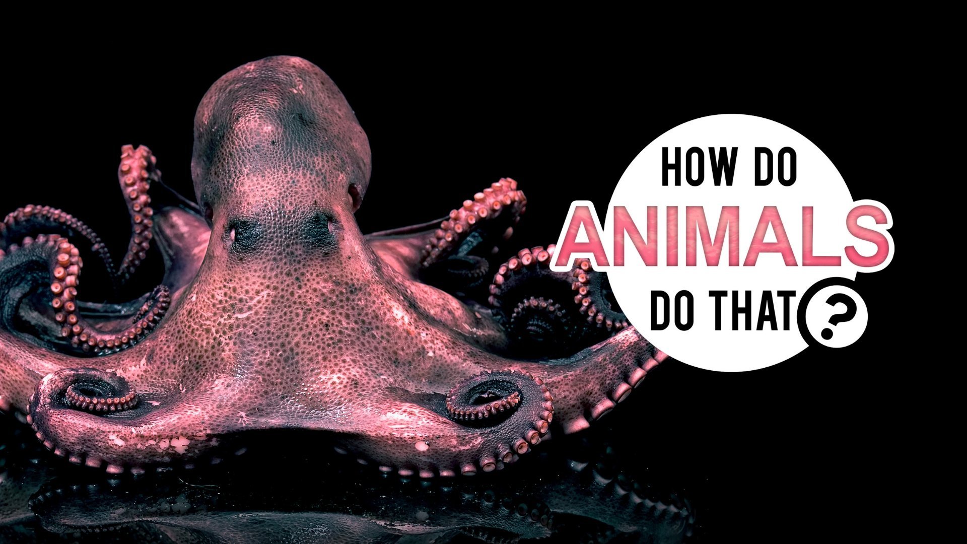 How Do Animals Do That?