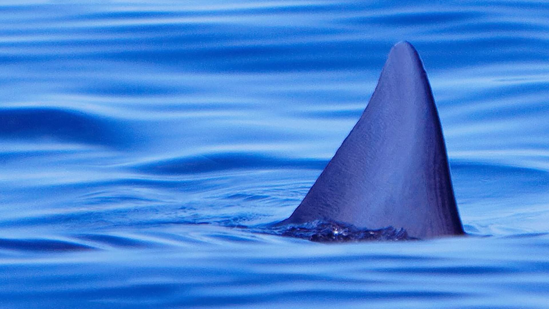 Sharks Of The Badlands