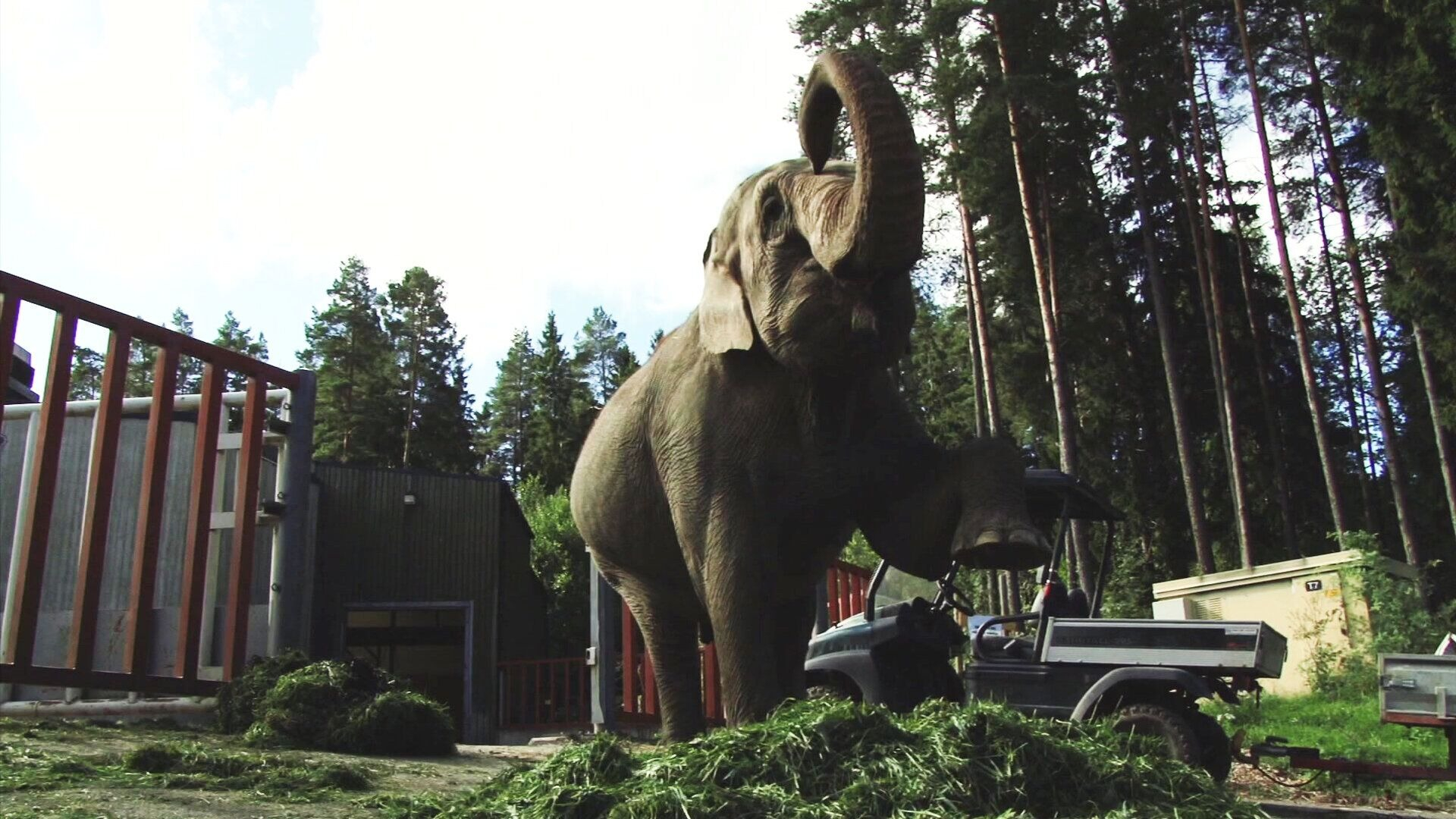 28. Elefant lyfter på foten