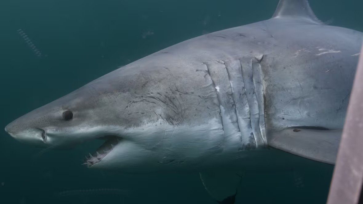 Sharks of the North