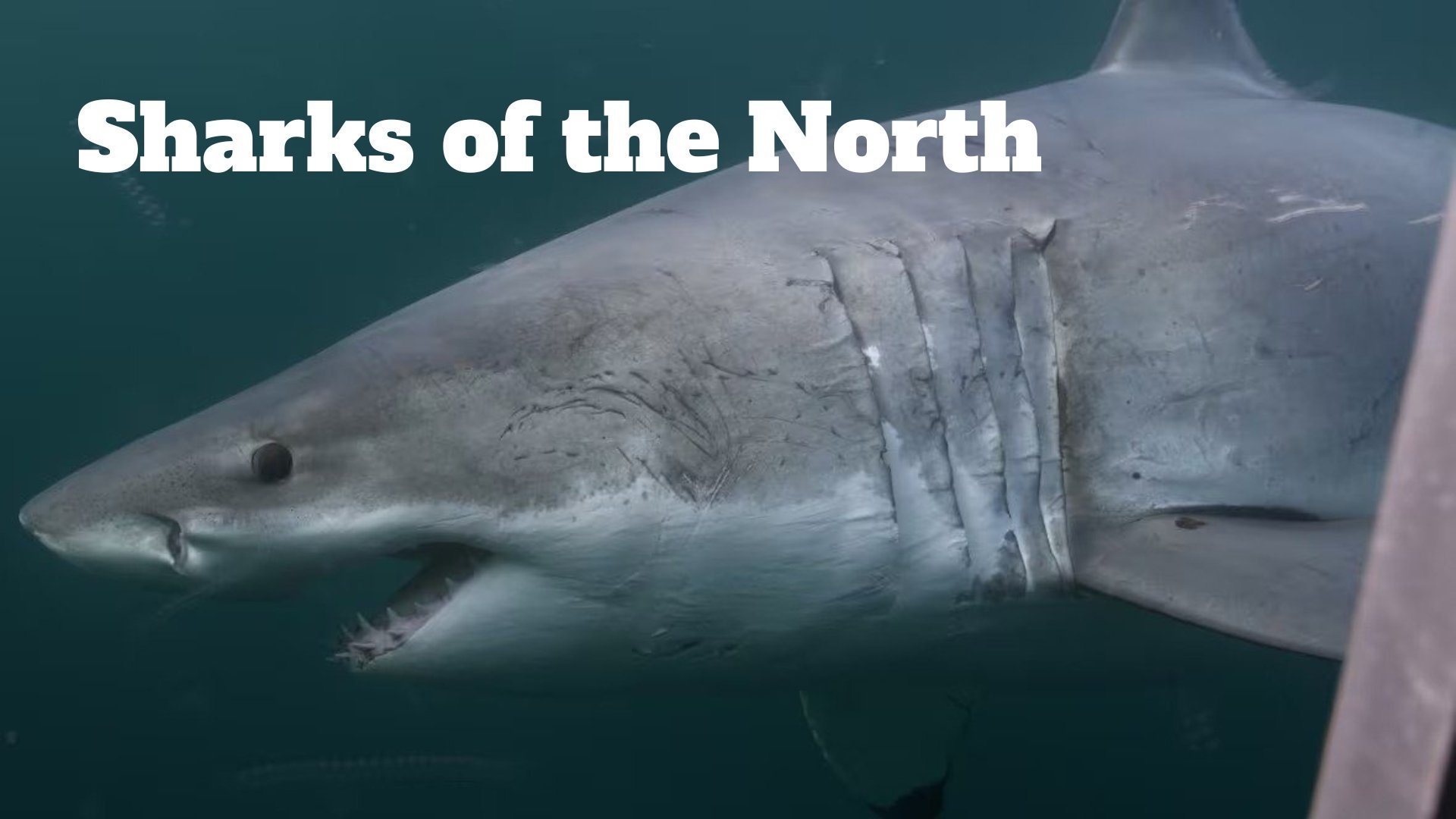 Sharks of the North