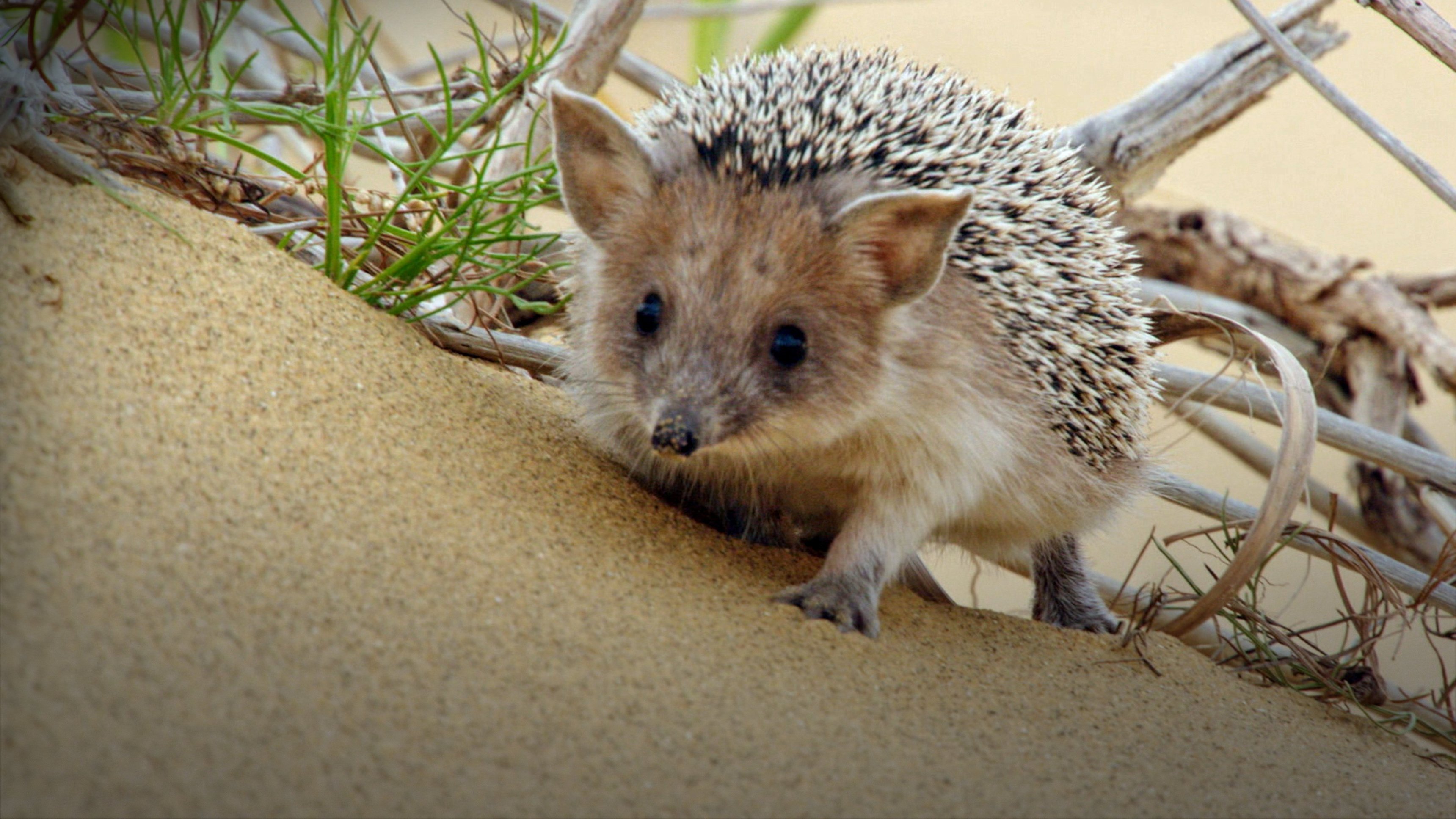 Det yttersta skyddet