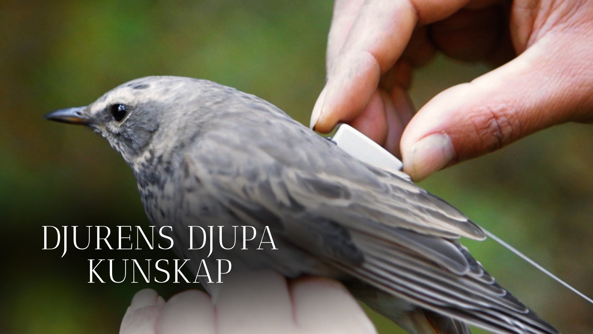 Djurens djupa kunskap