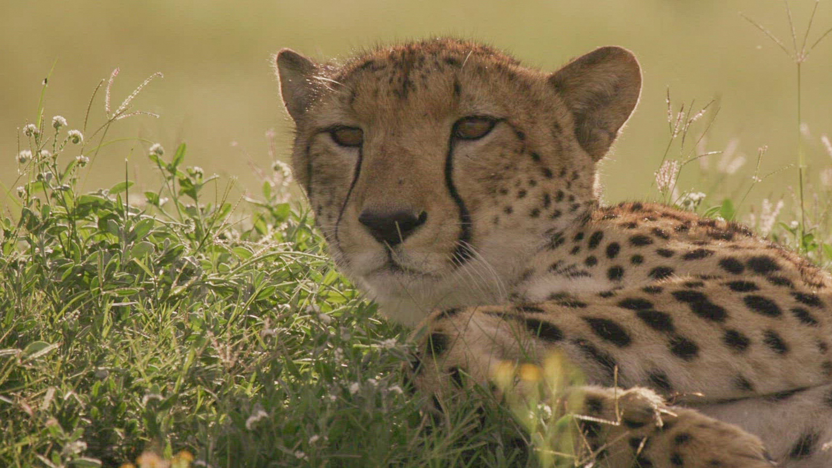 1. Kattungar