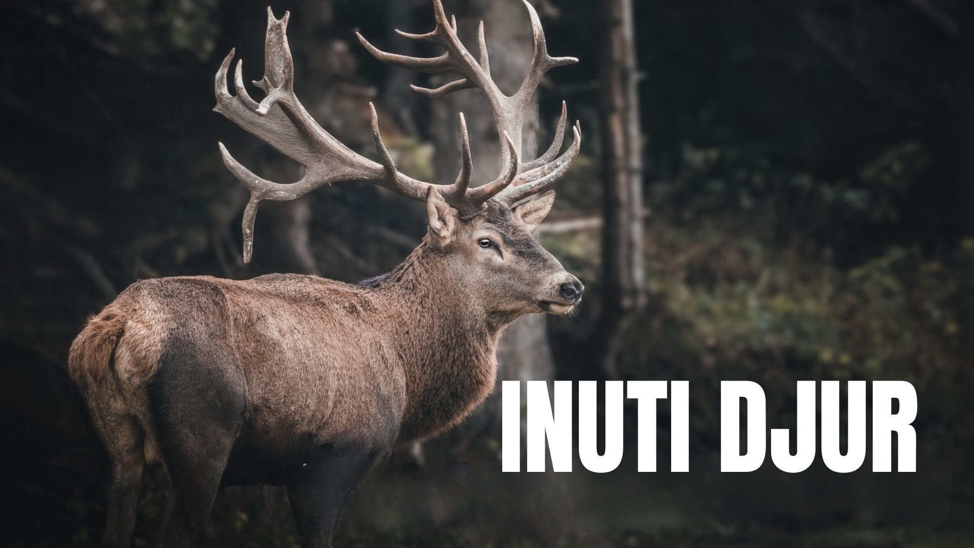 Inuti djur