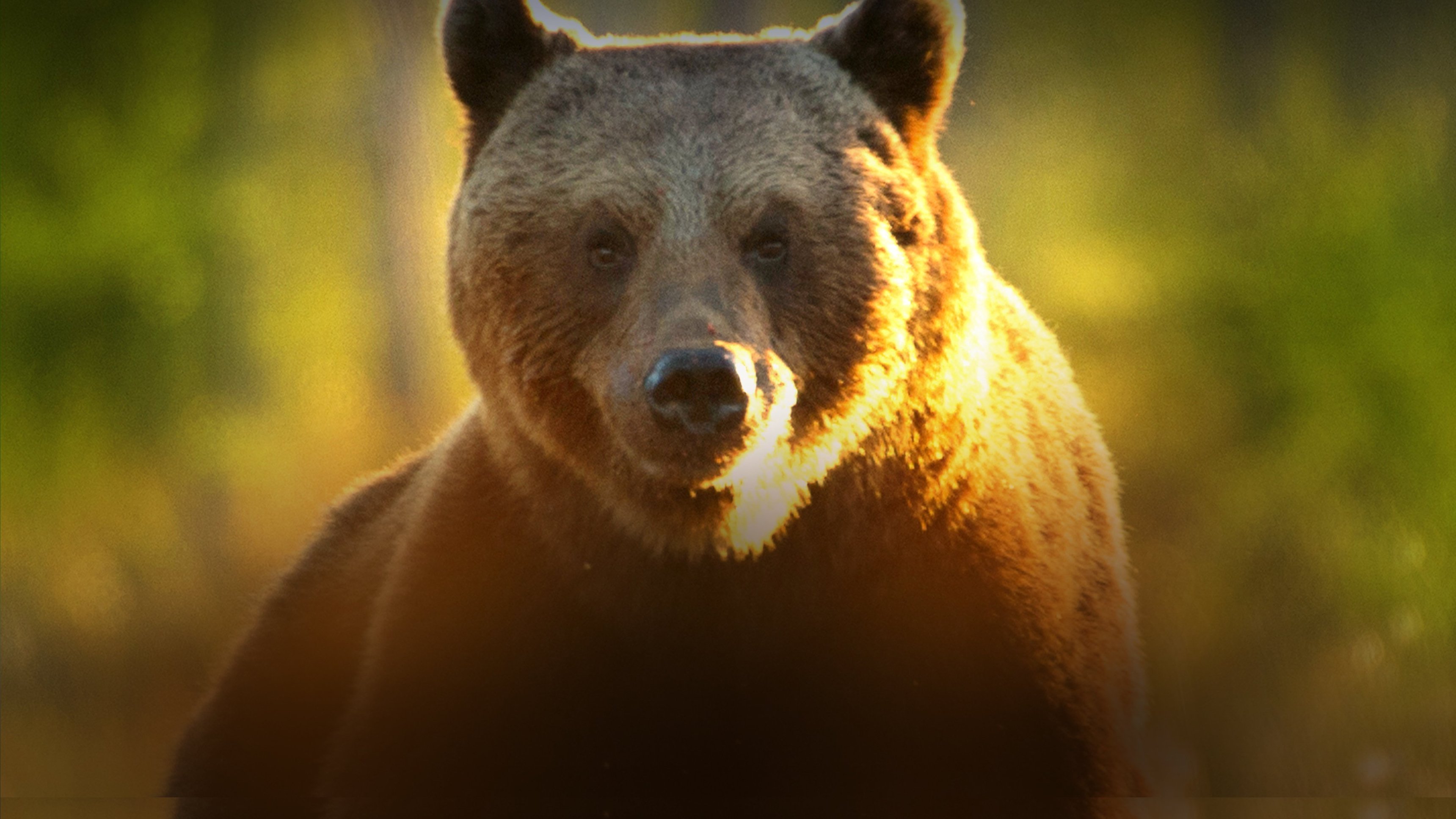 Världens natur: Skogens magiska värld