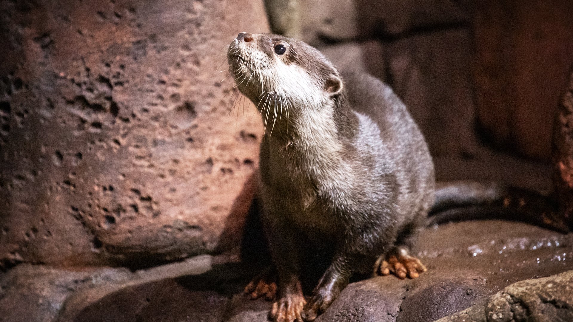 3. Otter Tale