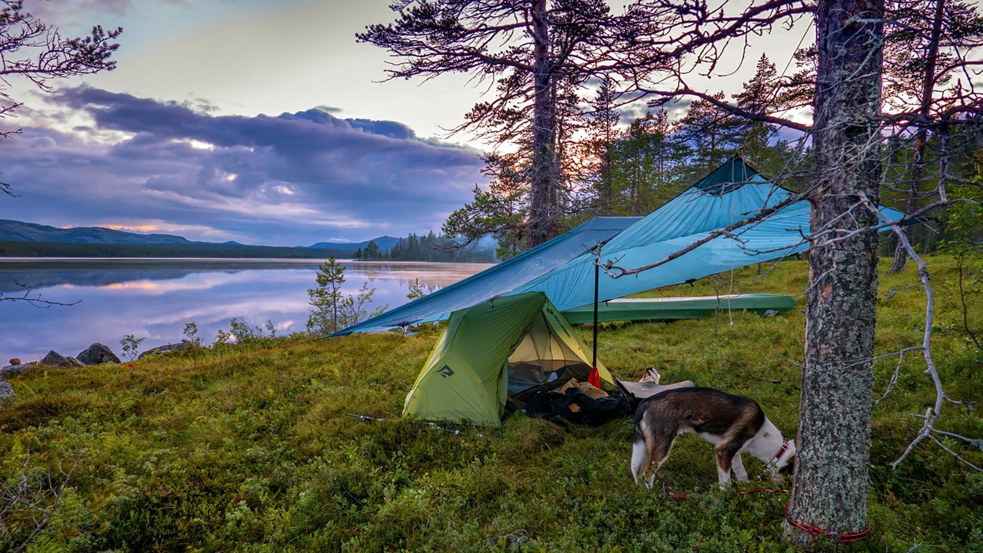 3. Vilopuls i urskogen