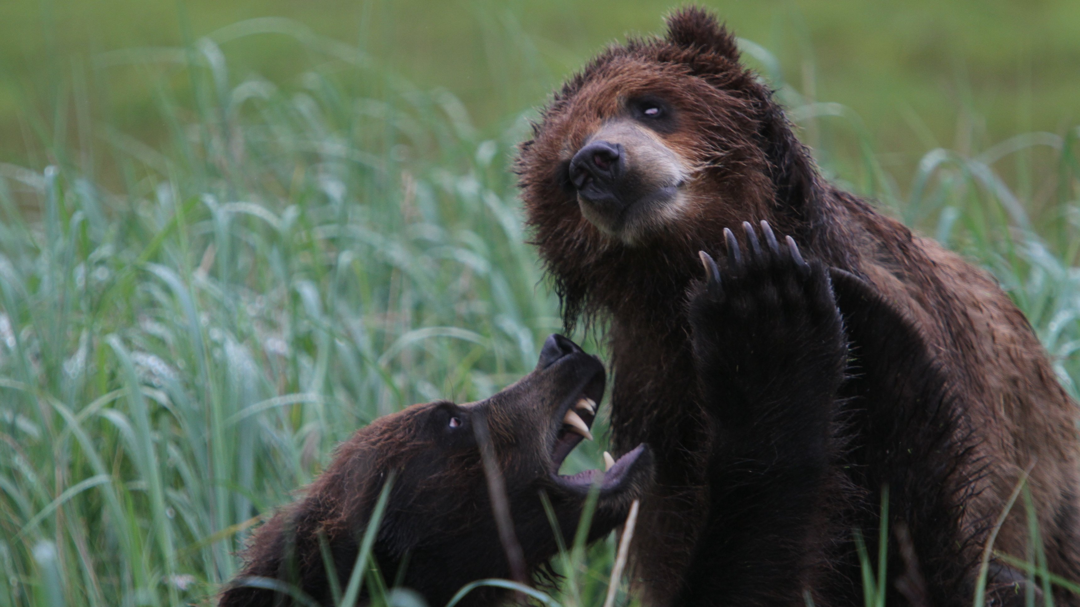 3. Grizzly Bear Island