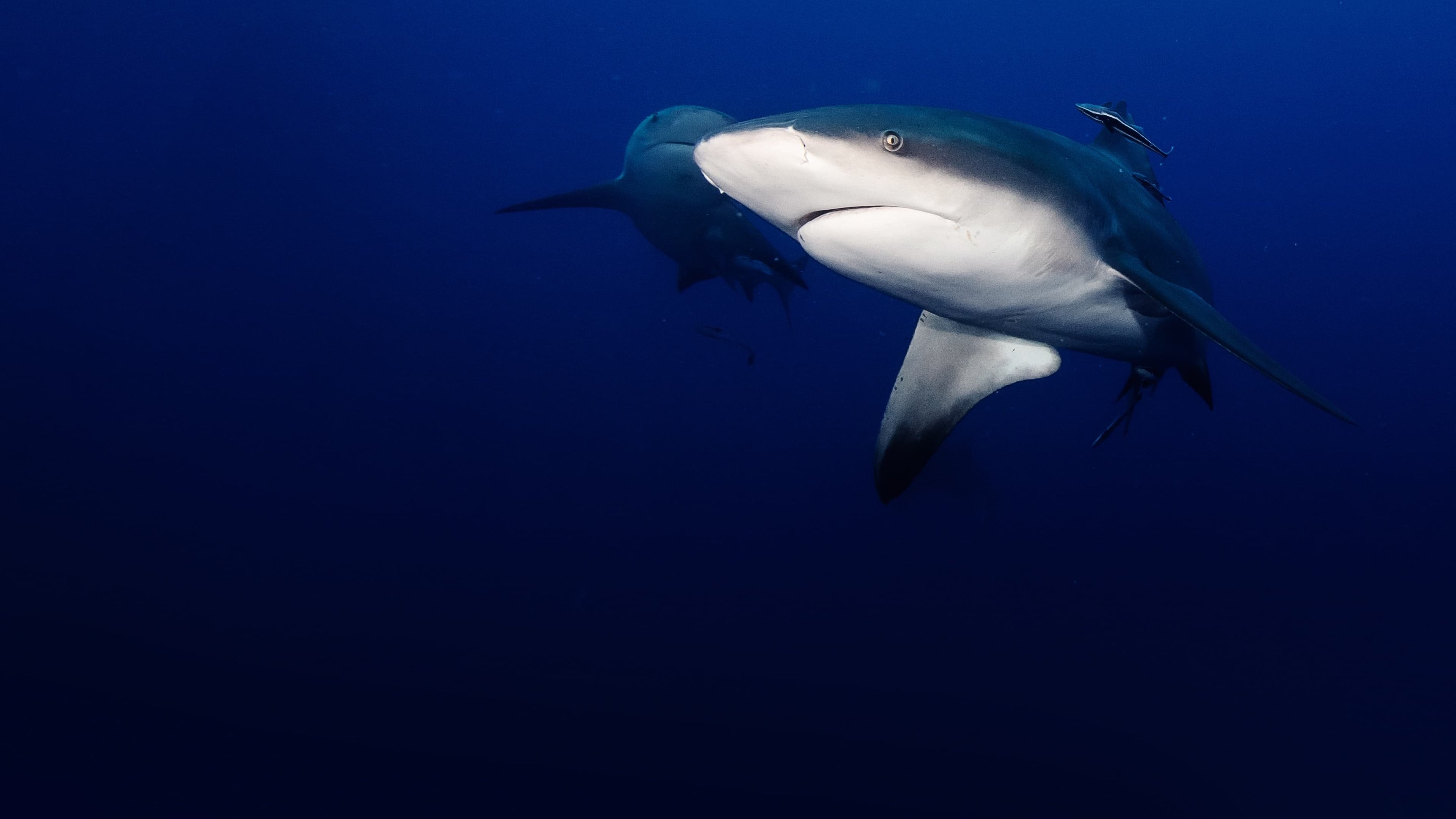 Secrets of The Bullshark