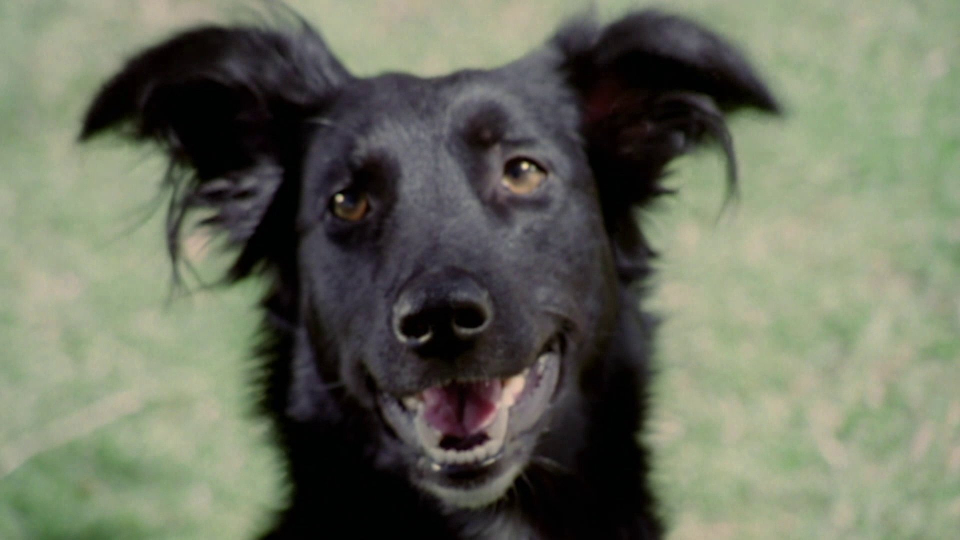 31. Barking Dogs And Sloth Buffets