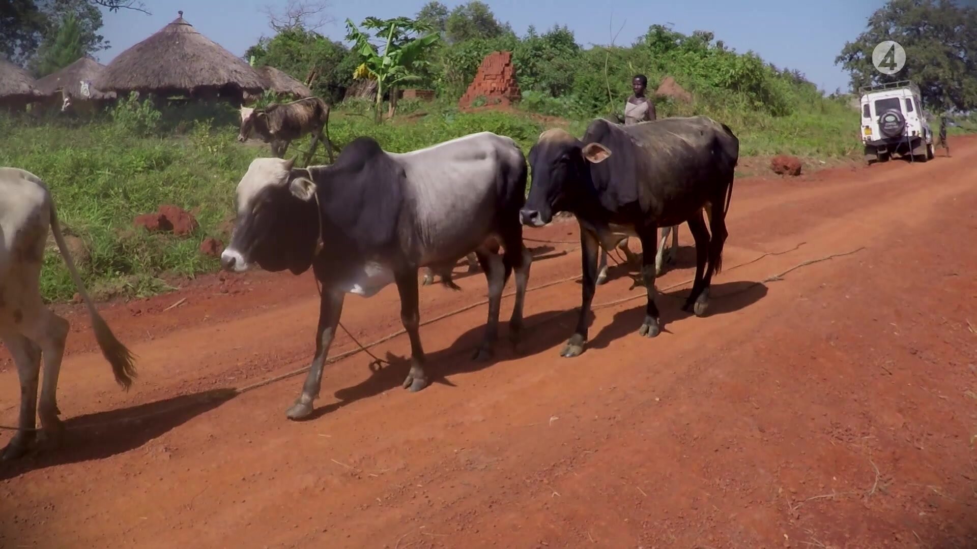 Kalla fakta: Den förbjudna skogen