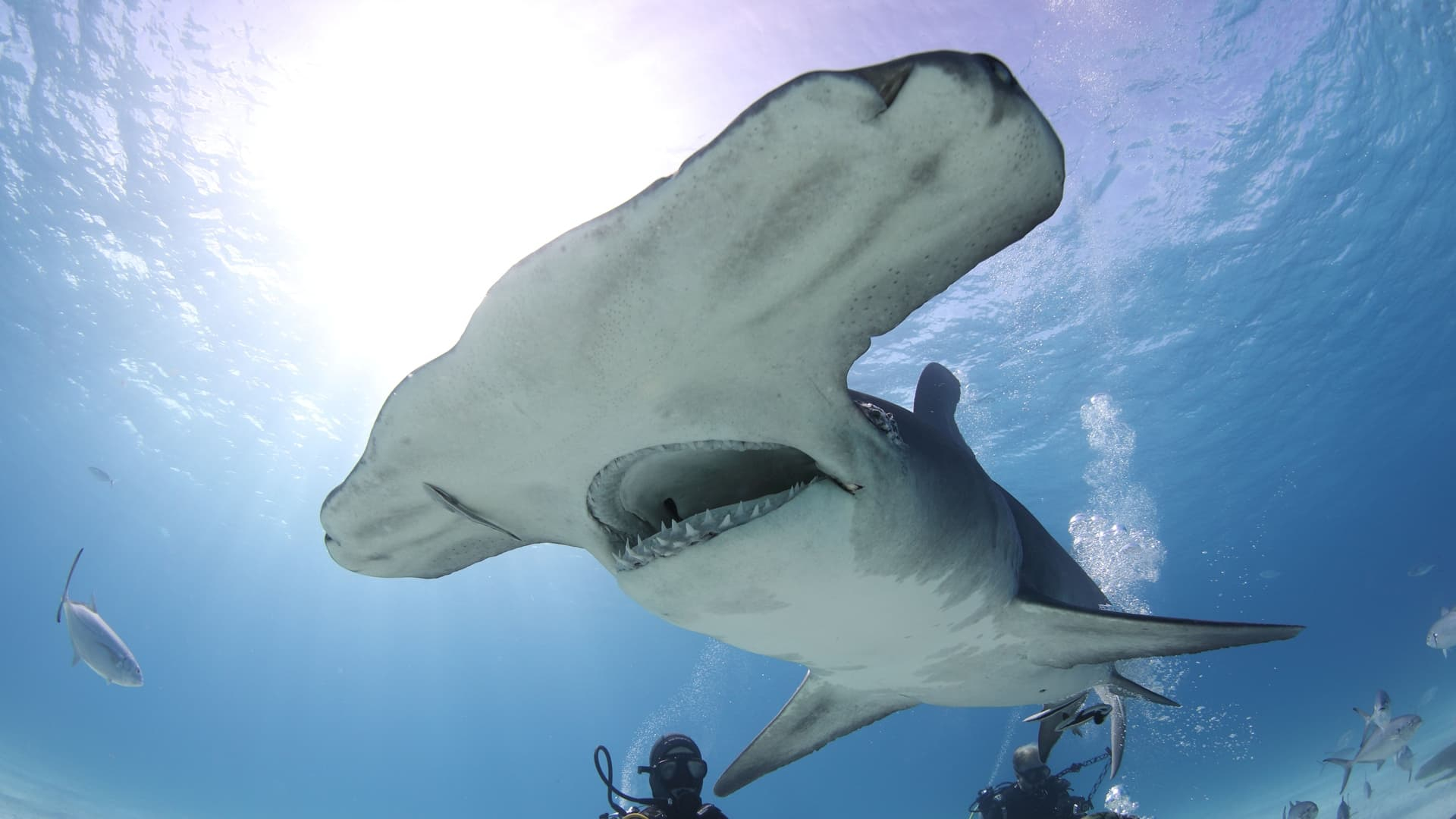 4. Man Vs Shark
