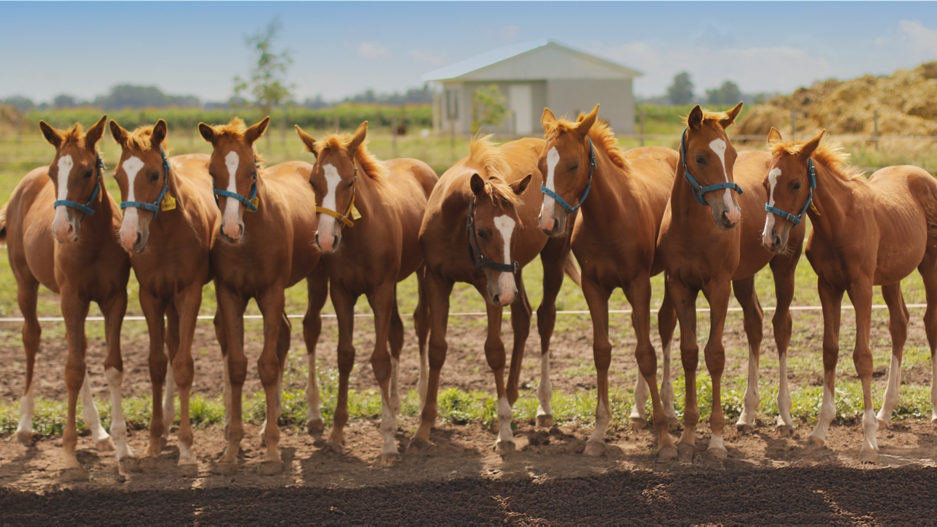 Vetenskapens värld: Klonade djur