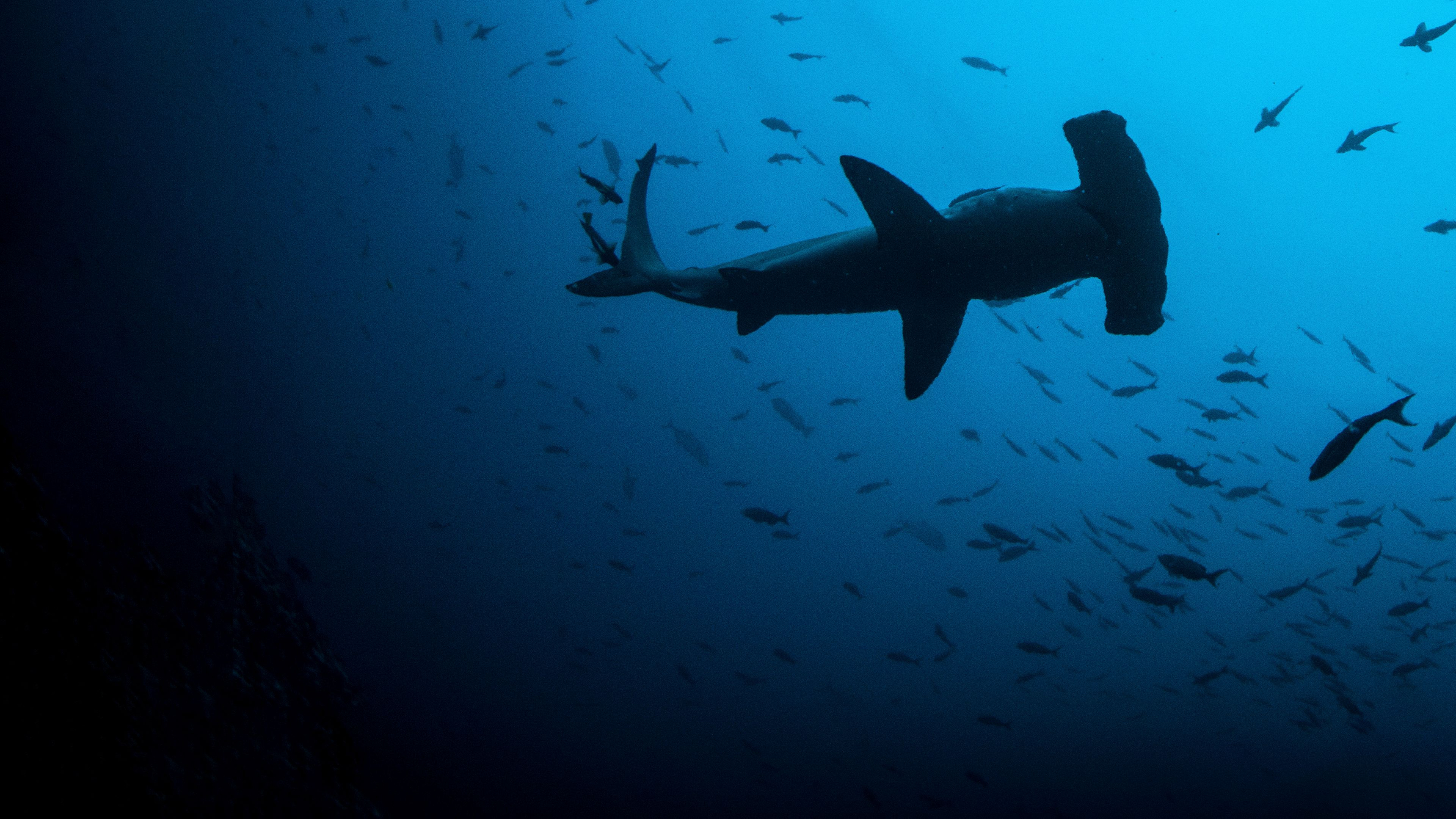 Most Wanted Sharks