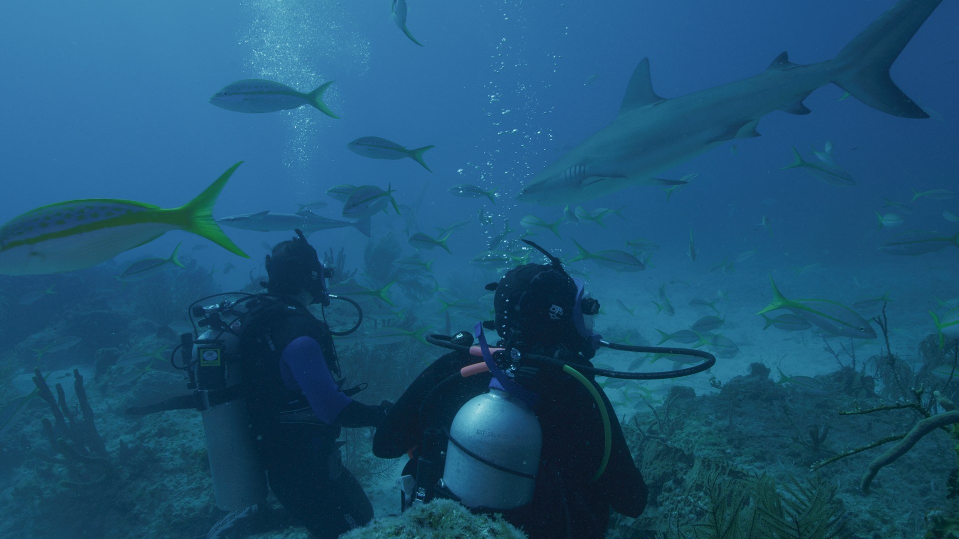 Andrew Mayne: Ghost Diver