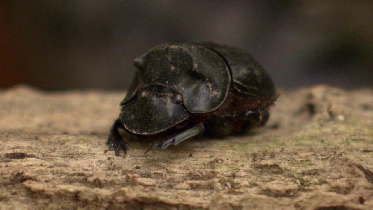 1. Världens konstigaste apa