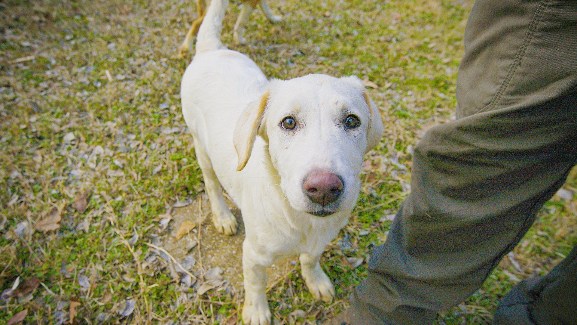 1. Pen And The Dogs Of War