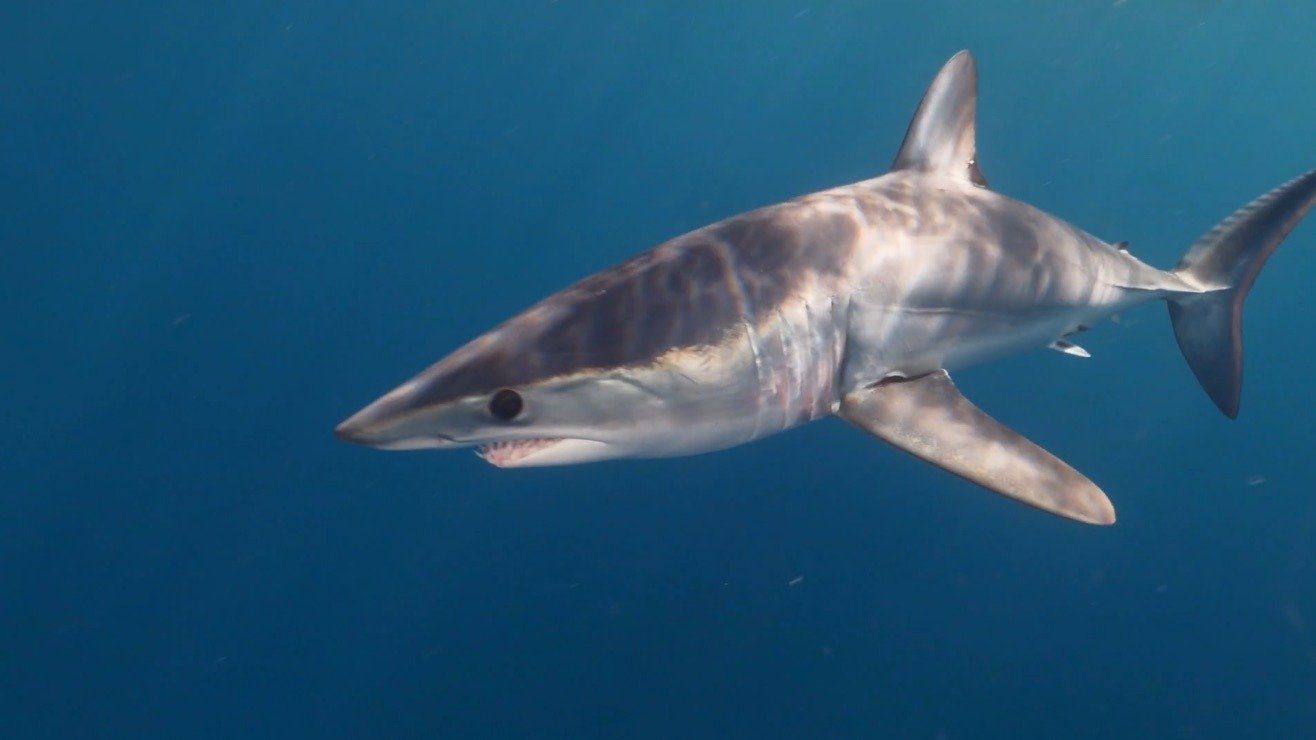 8. Sharks Gone Viral