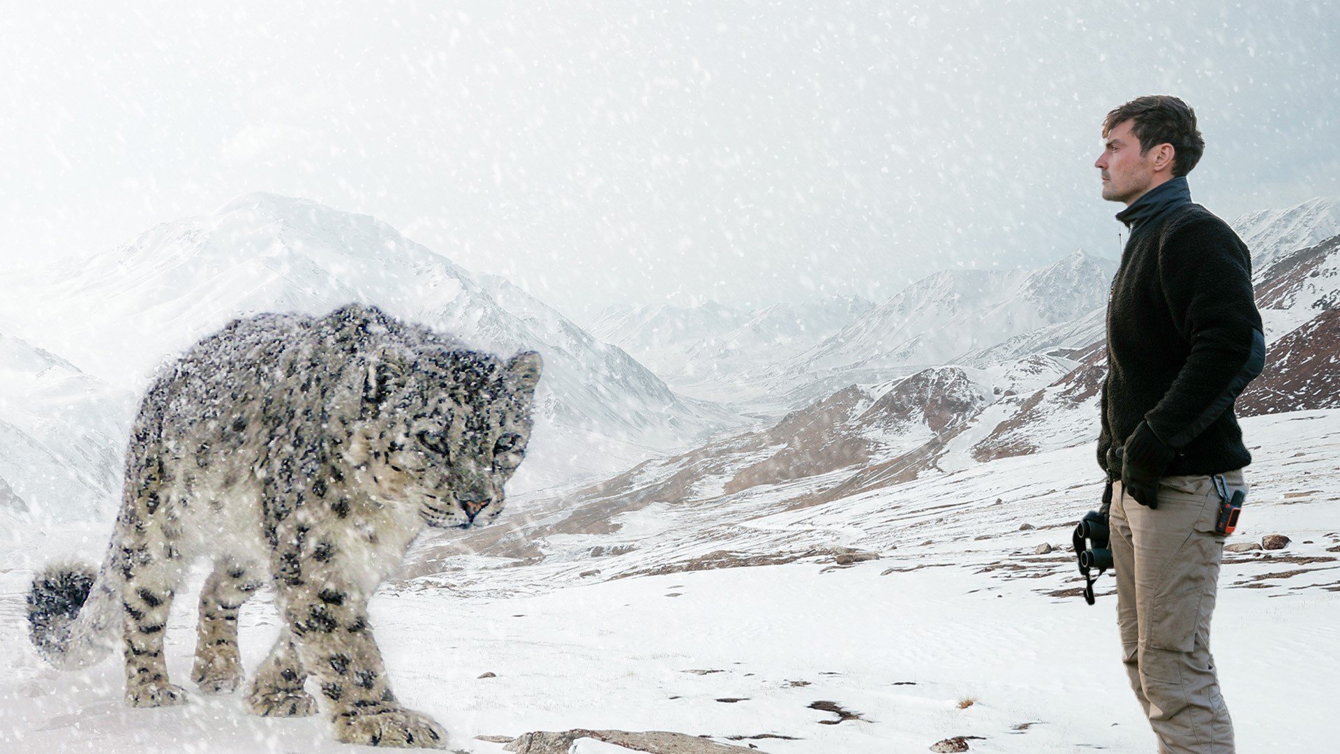 Snöleoparder med Dan O'Neill