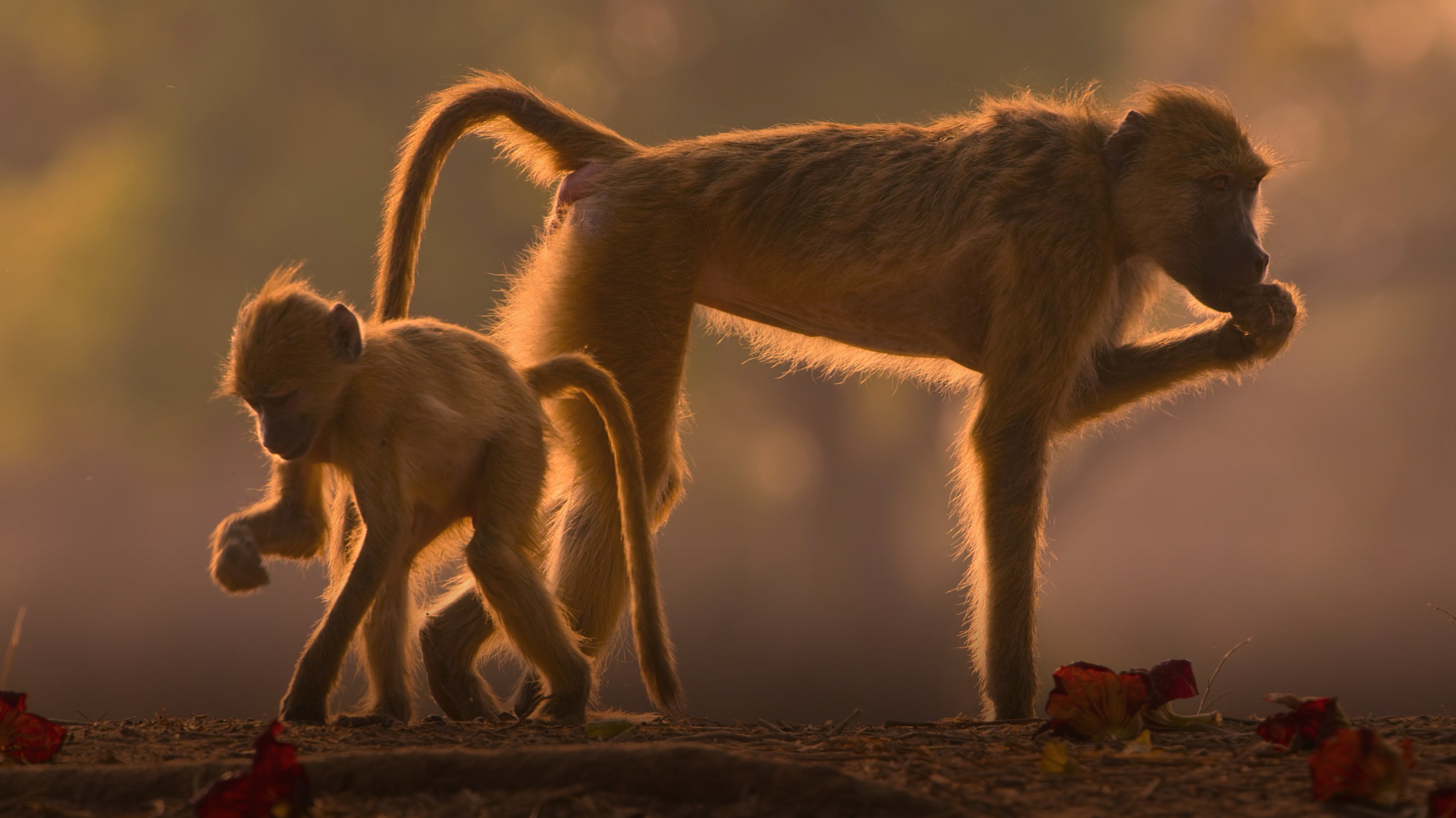 Världens natur: Zambia
