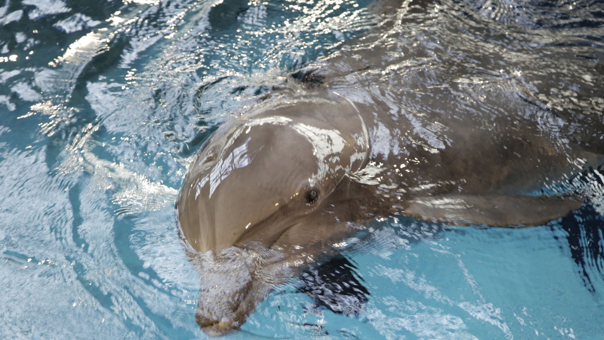 9. Dolphin Doctor