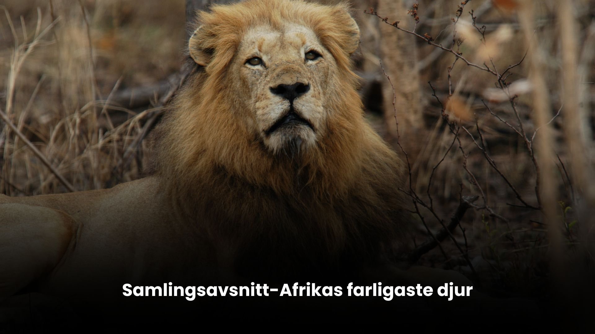 Samlingsavsnitt-Afrikas farligaste djur