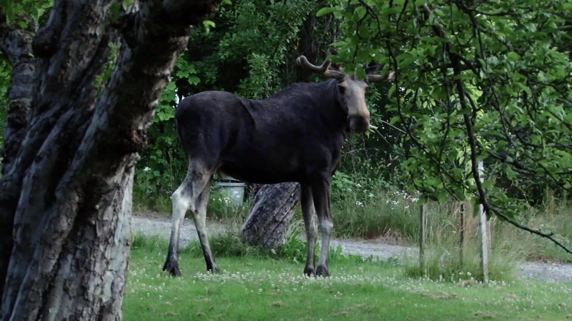 9. Älg i trädgård