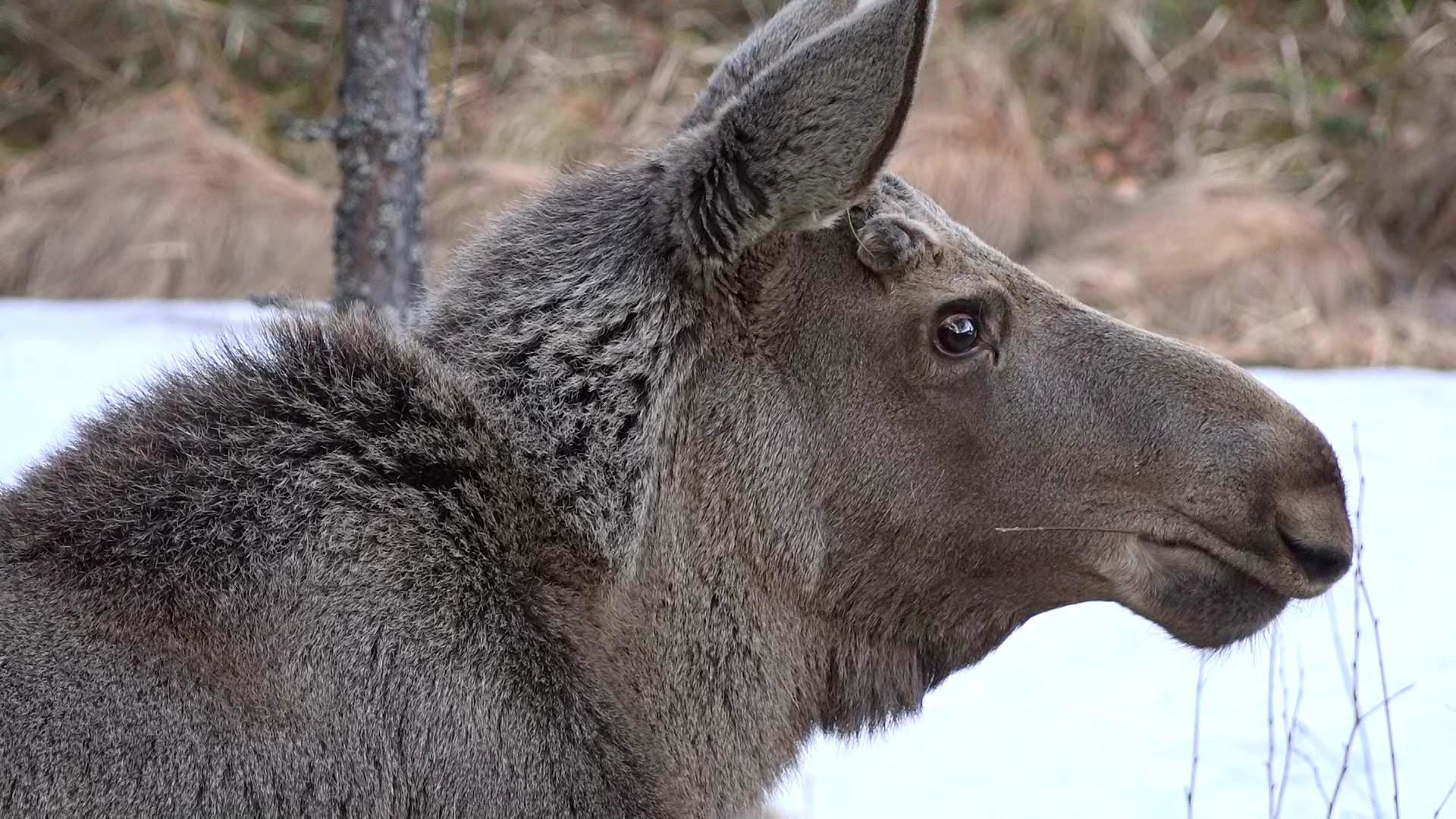Älgvandringen - höjdpunkter 2023