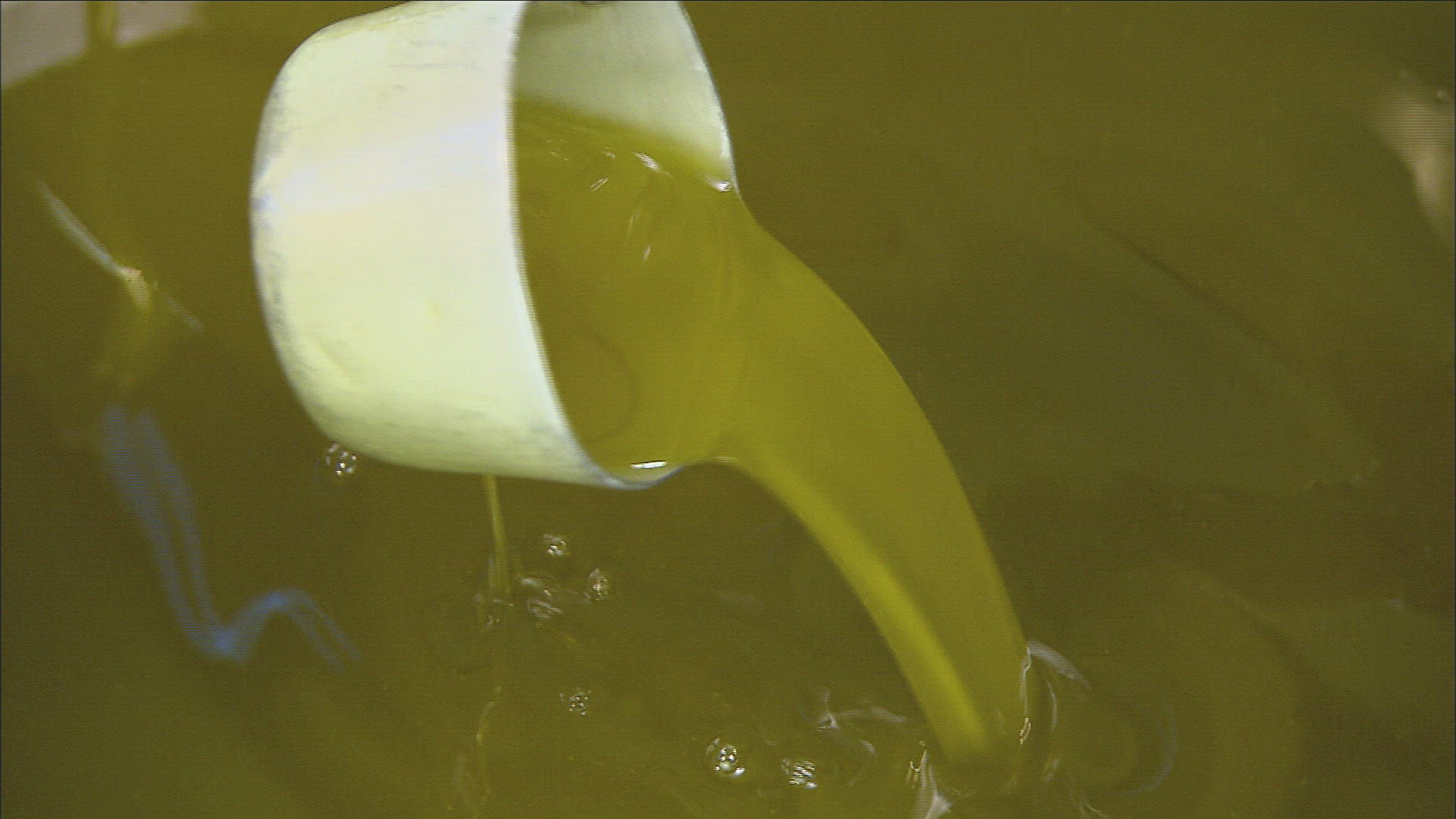 12. Olivolja/Gaffeltruck/Pjäxor