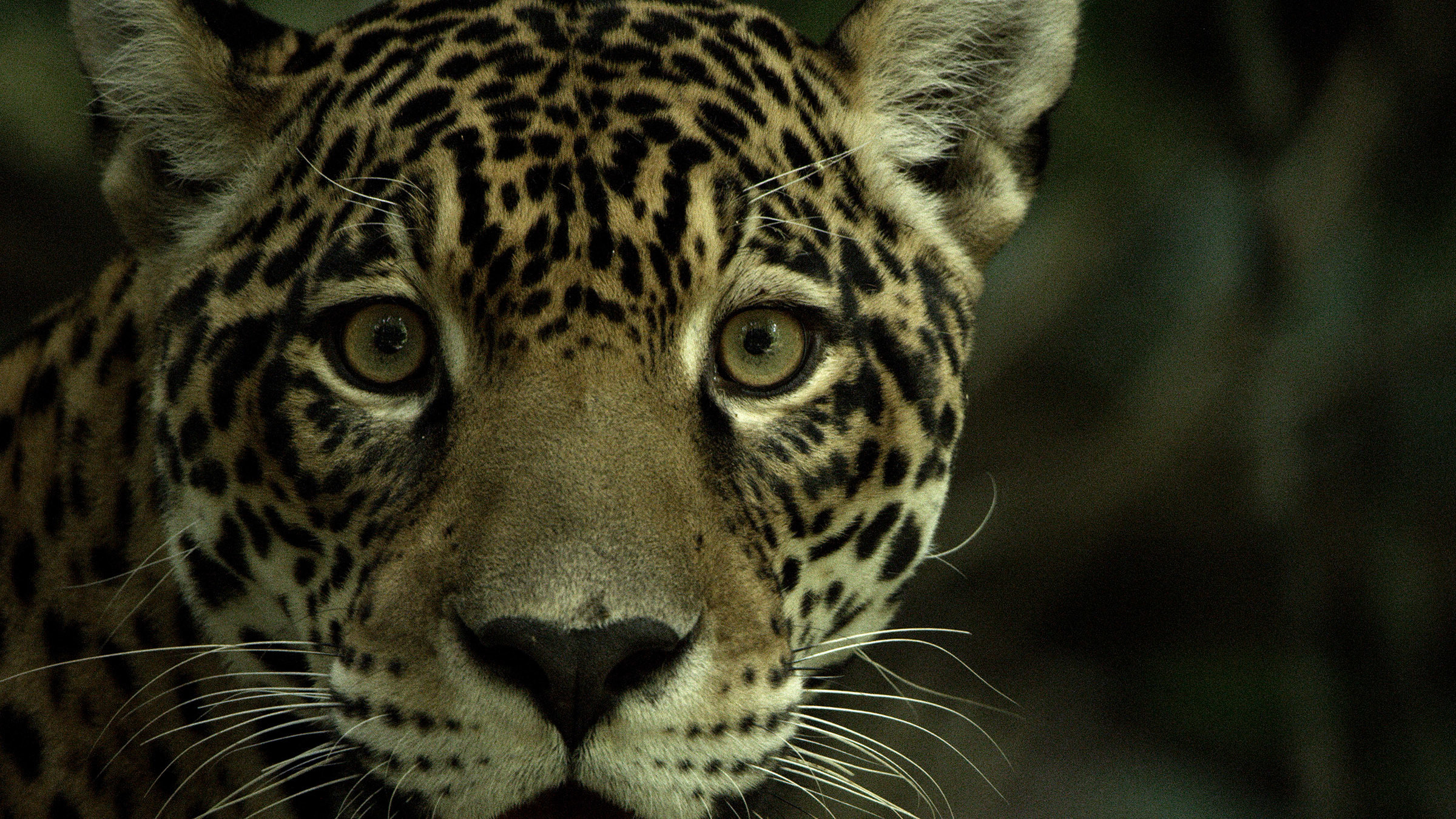 Jaguar: Jungle Icon of Guyana