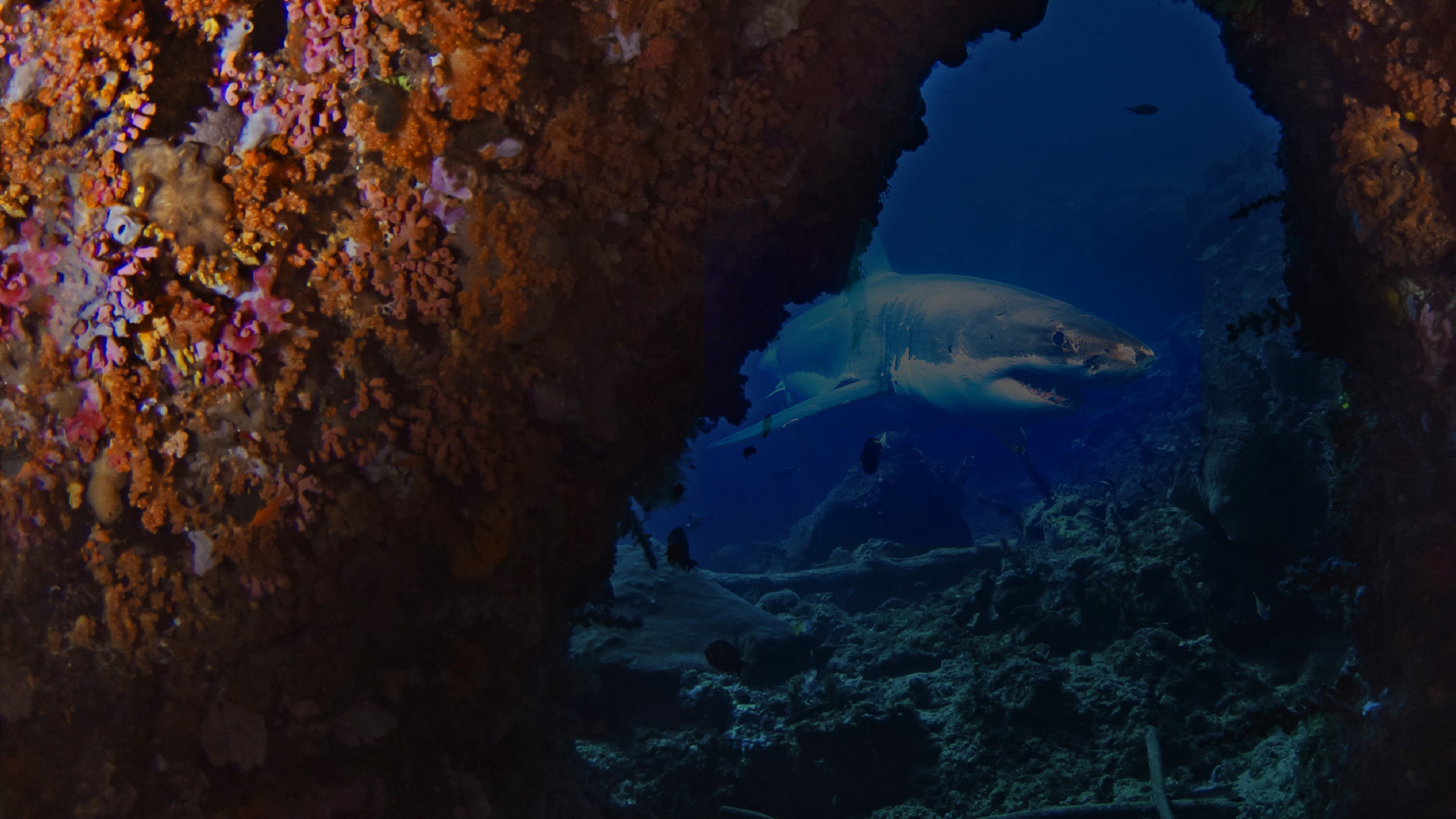 Return To Lair Of The Great White
