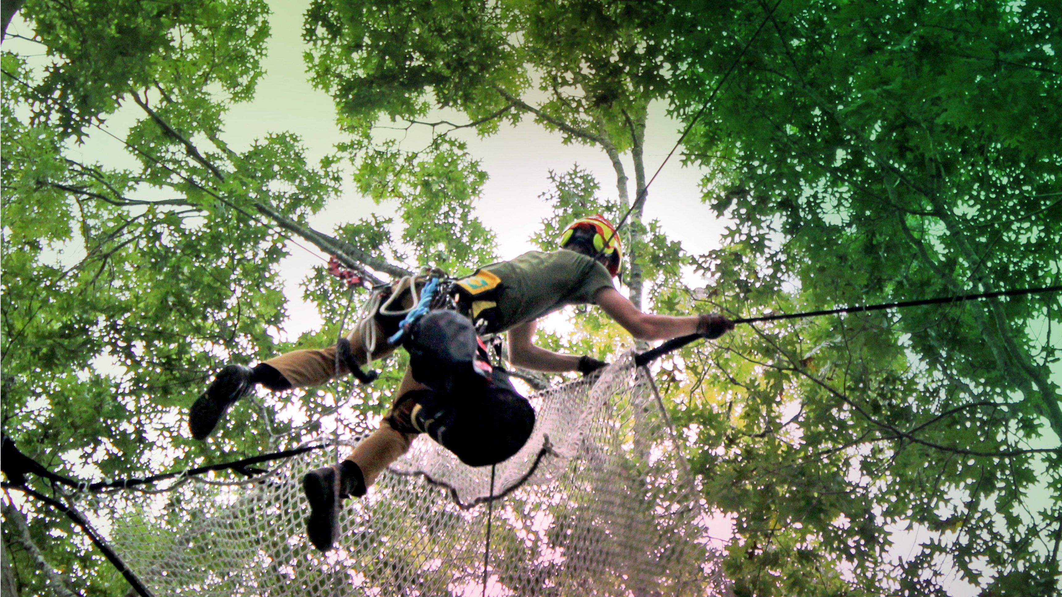 Canopy Kings