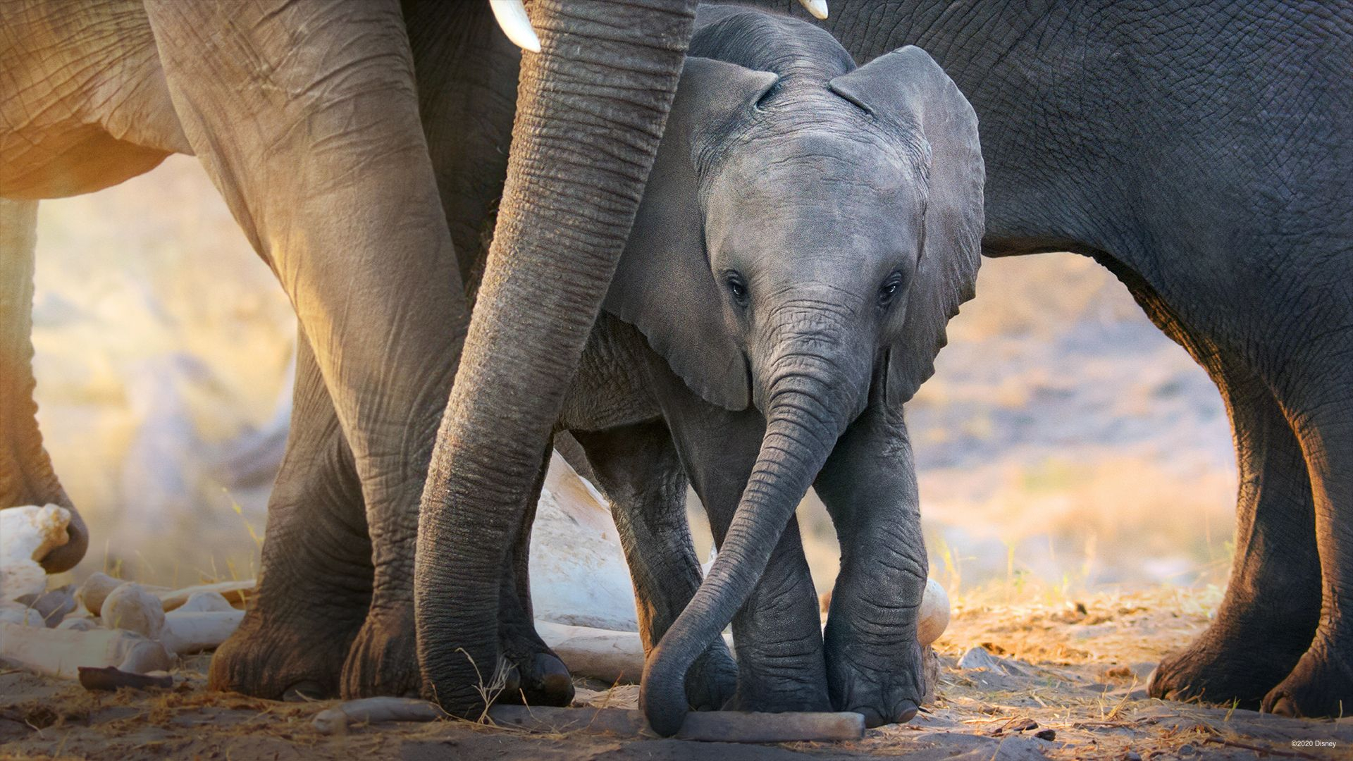 Elephant