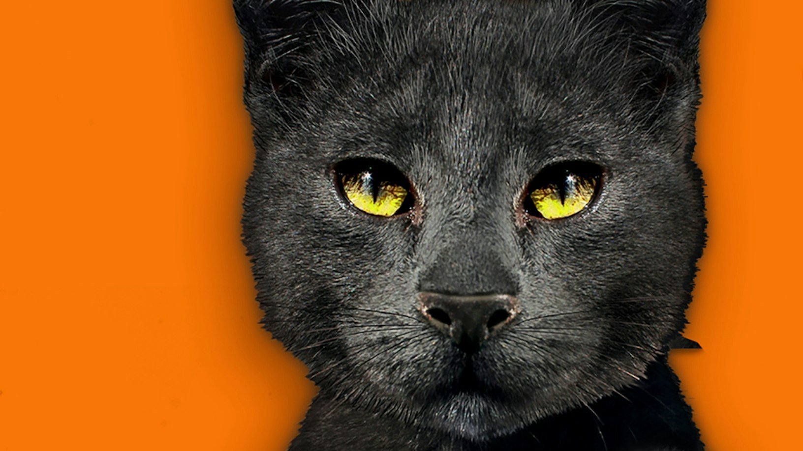 A Cat Named Leonard