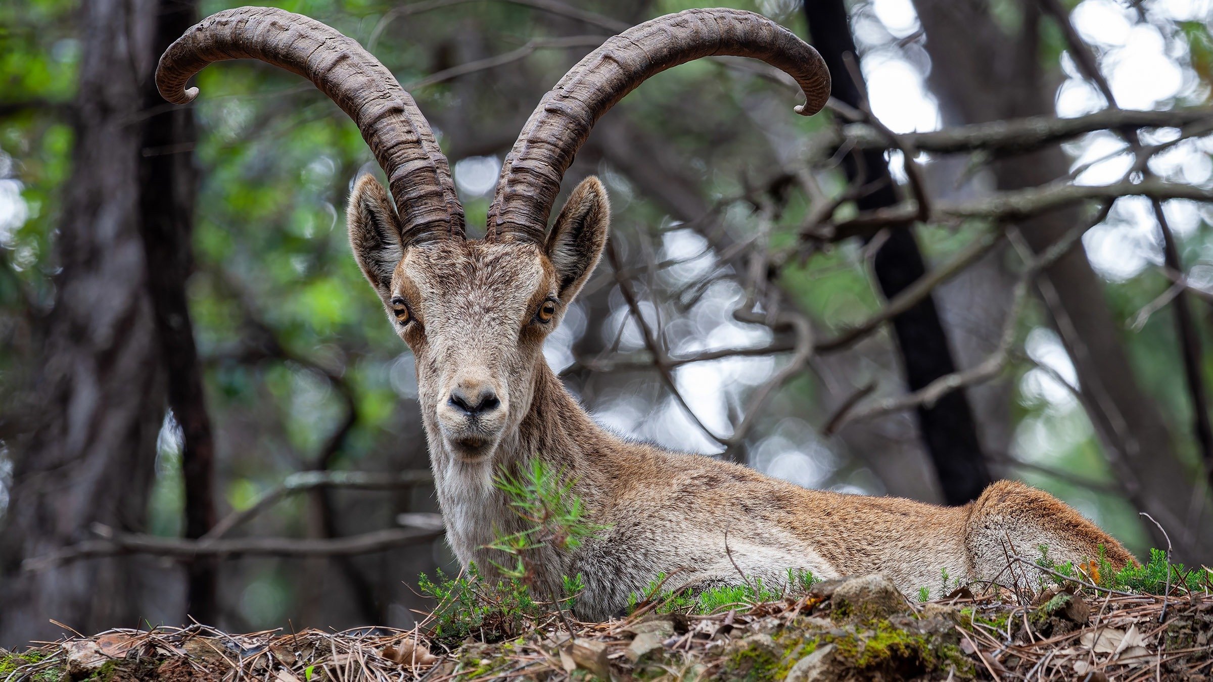 Gredos - King of the Mountains