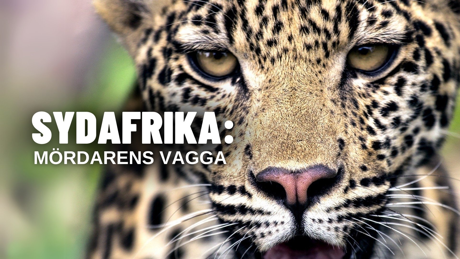 Sydafrika: Mördarens vagga