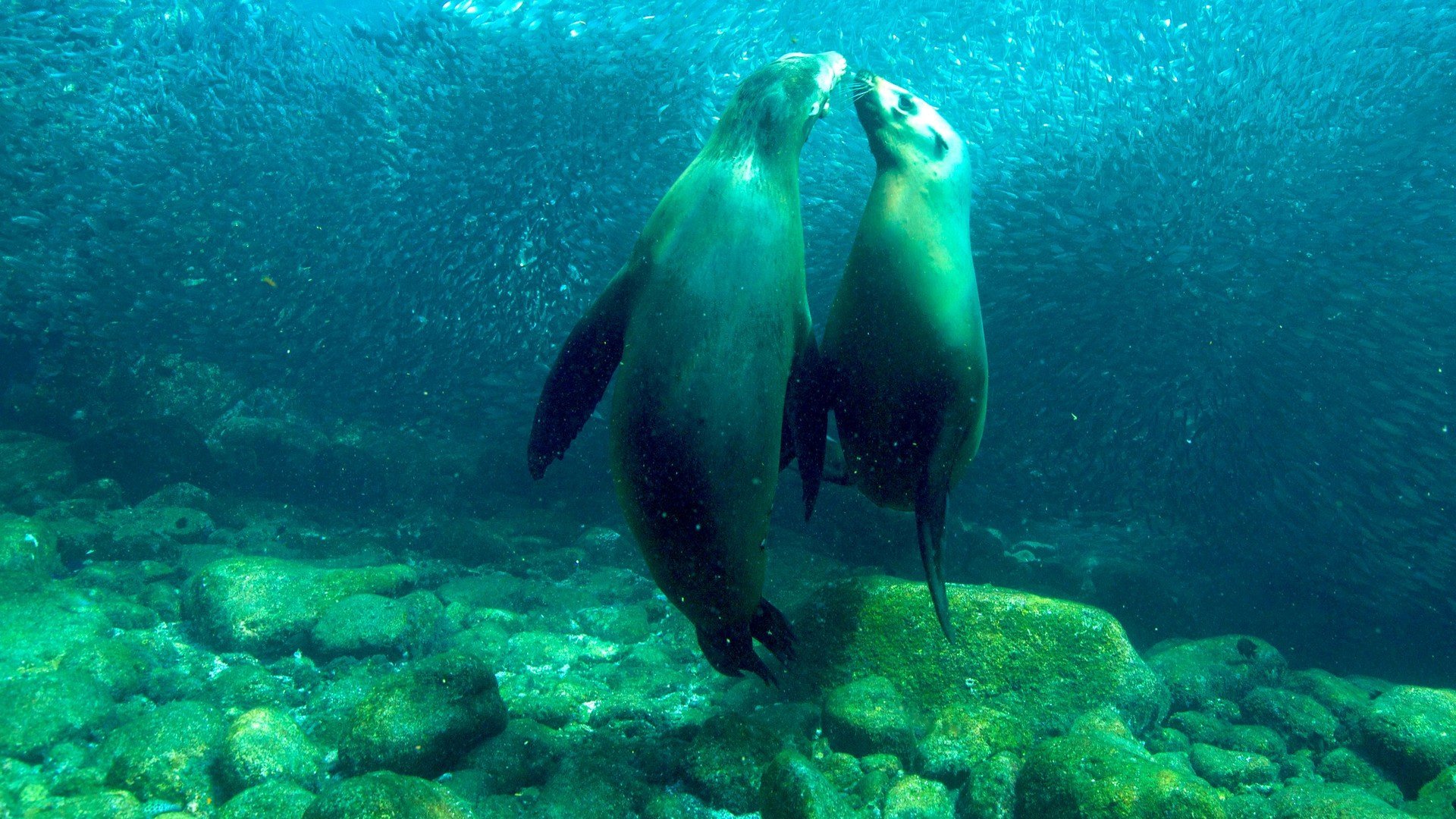 Vilda västerns natur