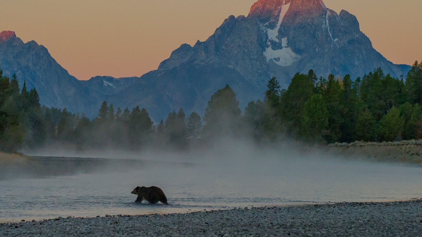 Världens natur: 399 Kändisbjörnen från Wyoming
