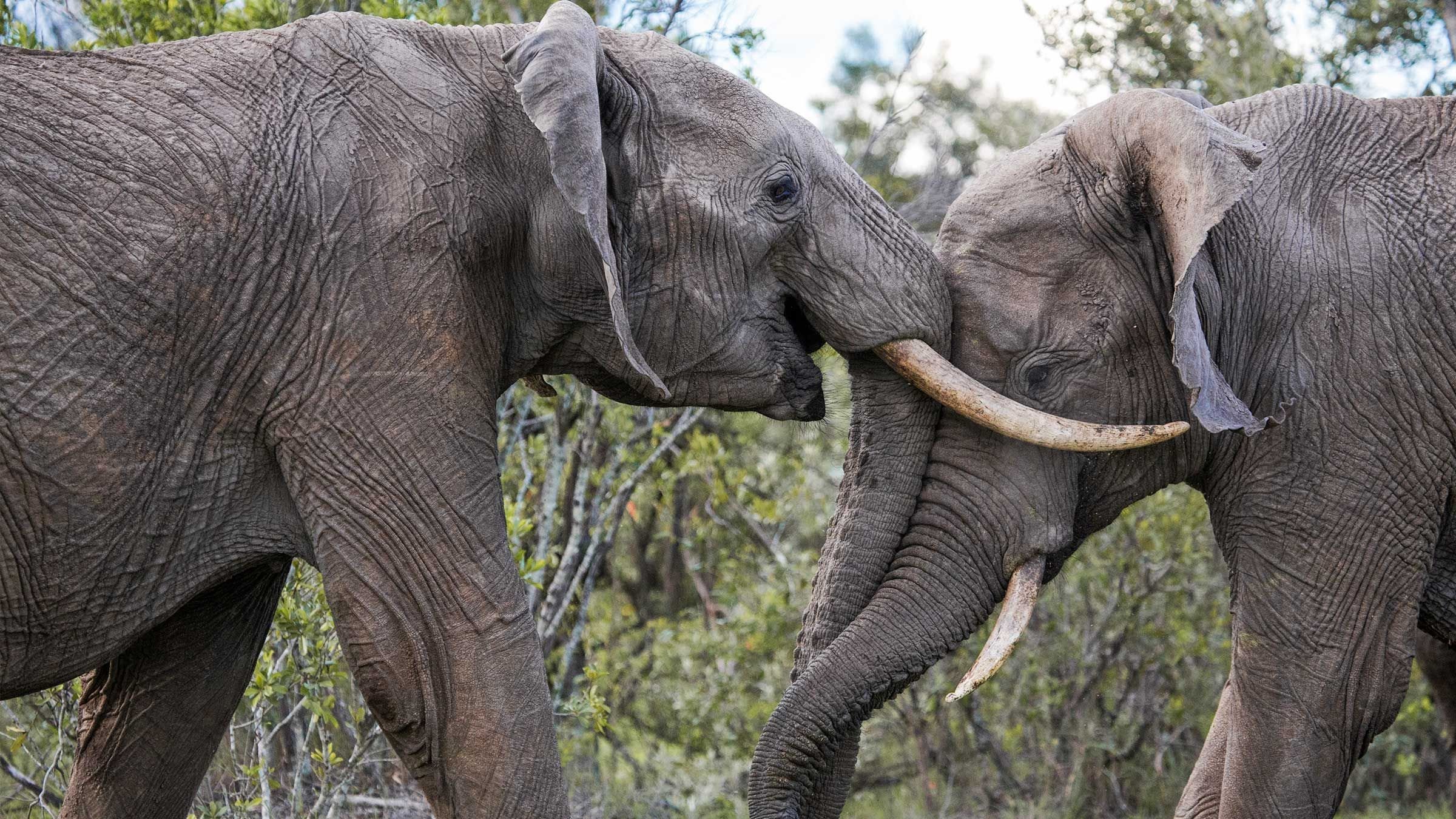Nästan människa: Elefantens liv