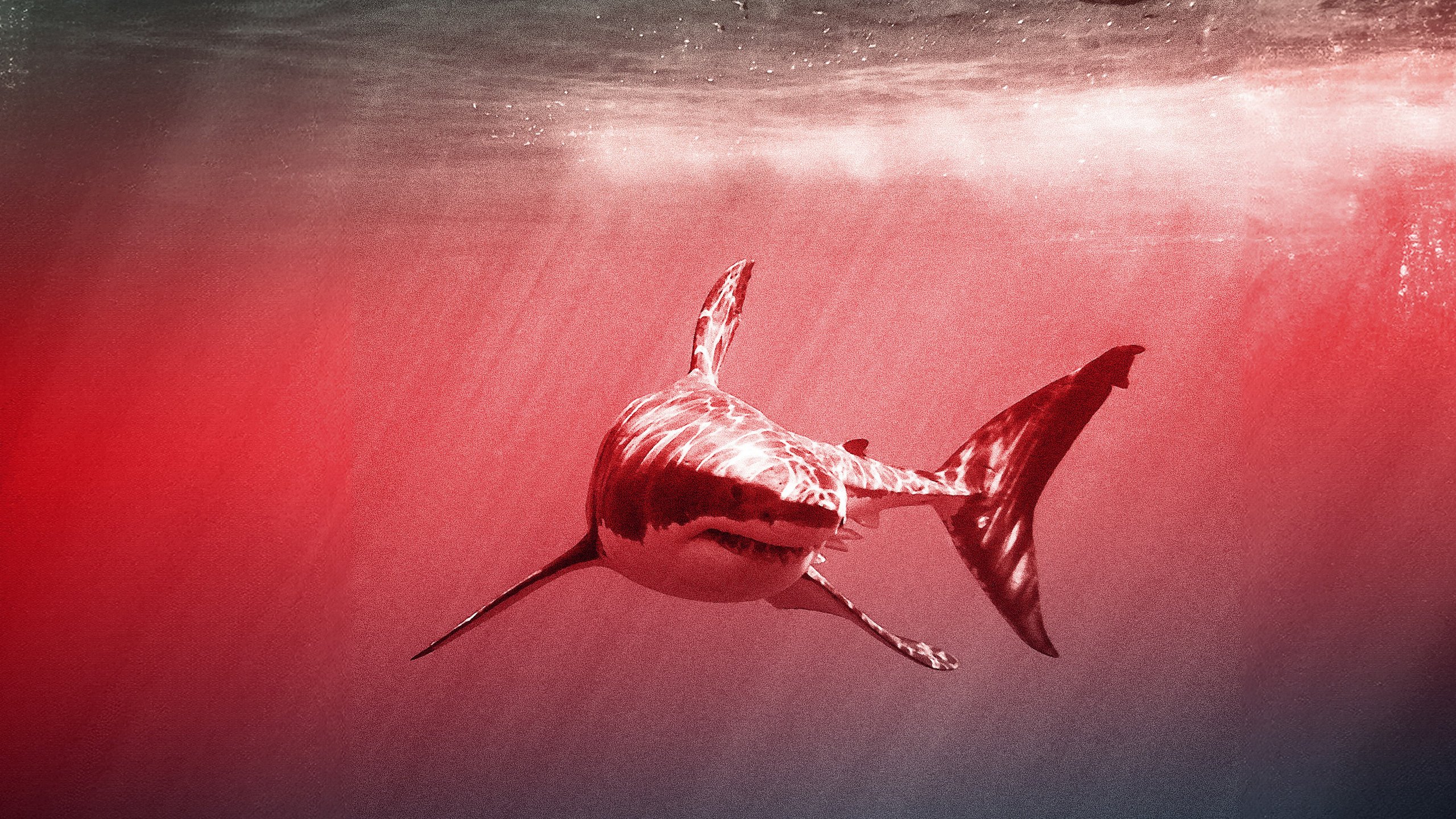 Laws of Jaws