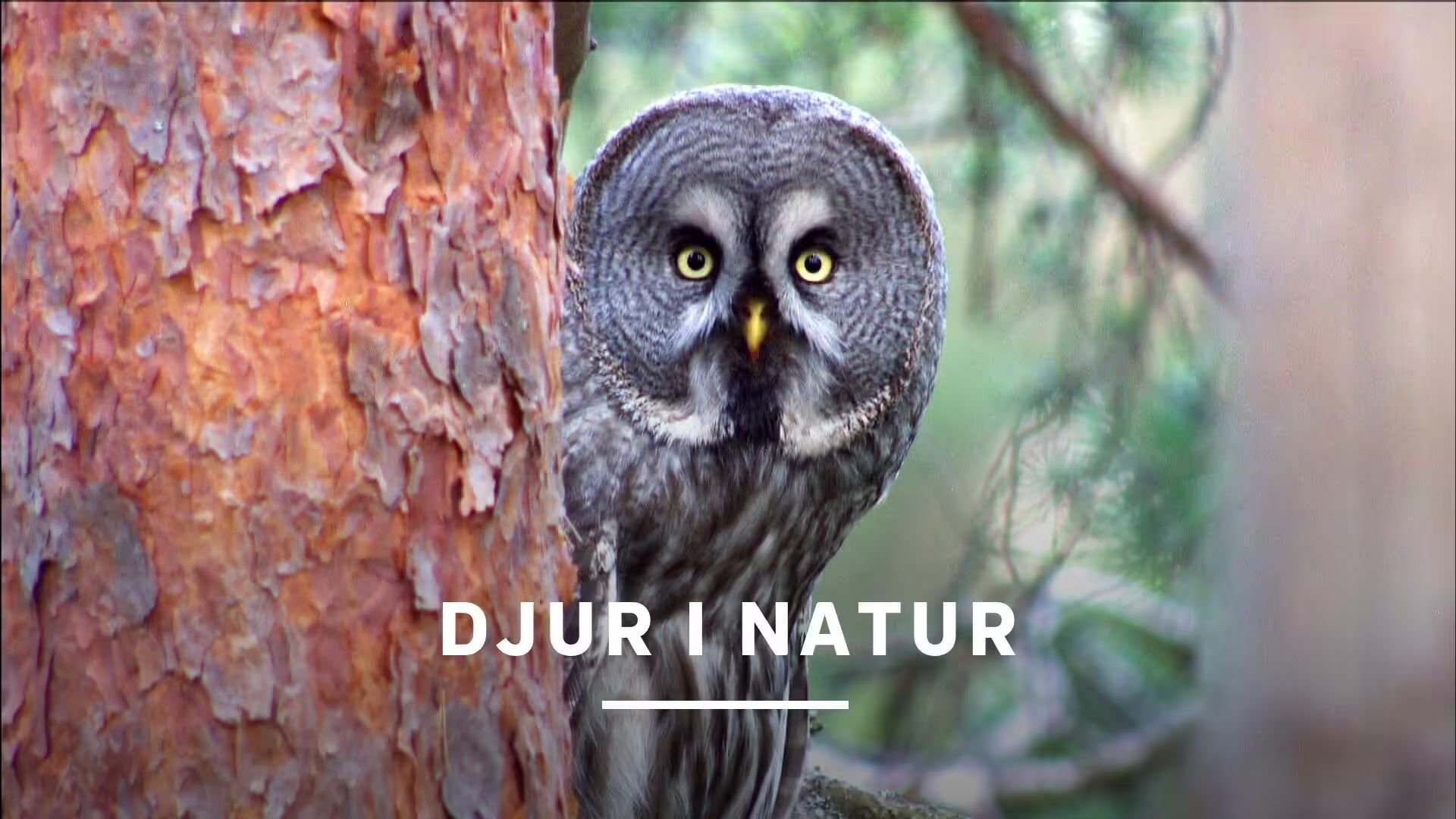 Djur i natur