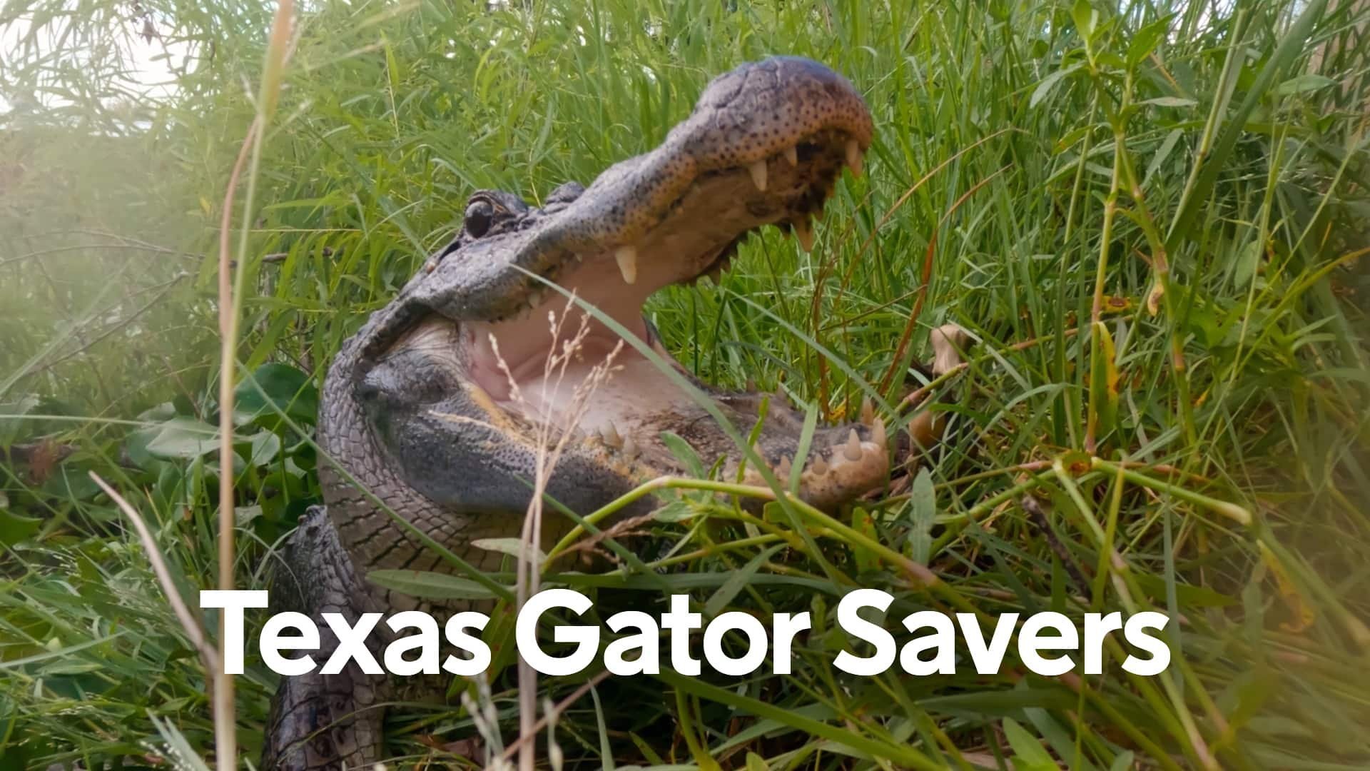 Alligatorräddarna i Texas