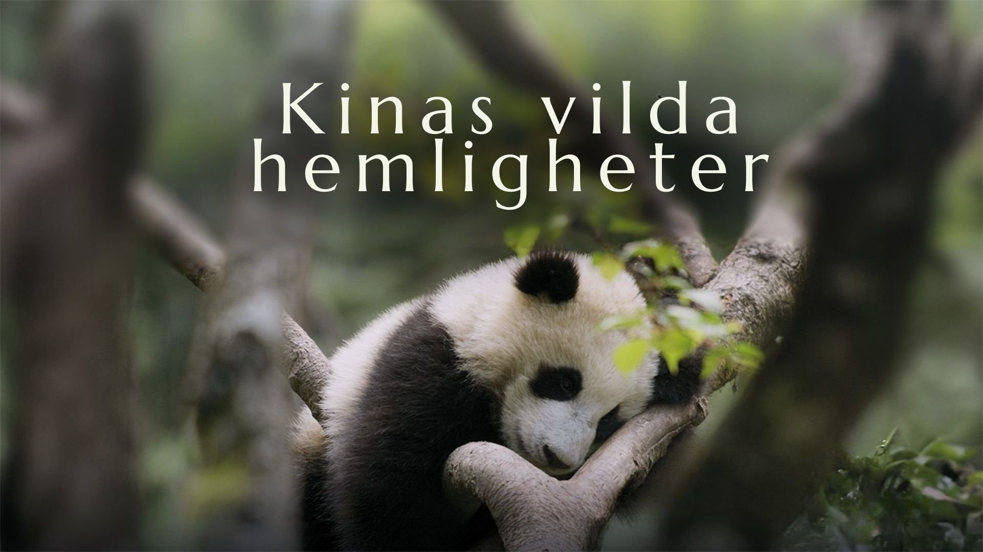 Kinas vilda hemligheter