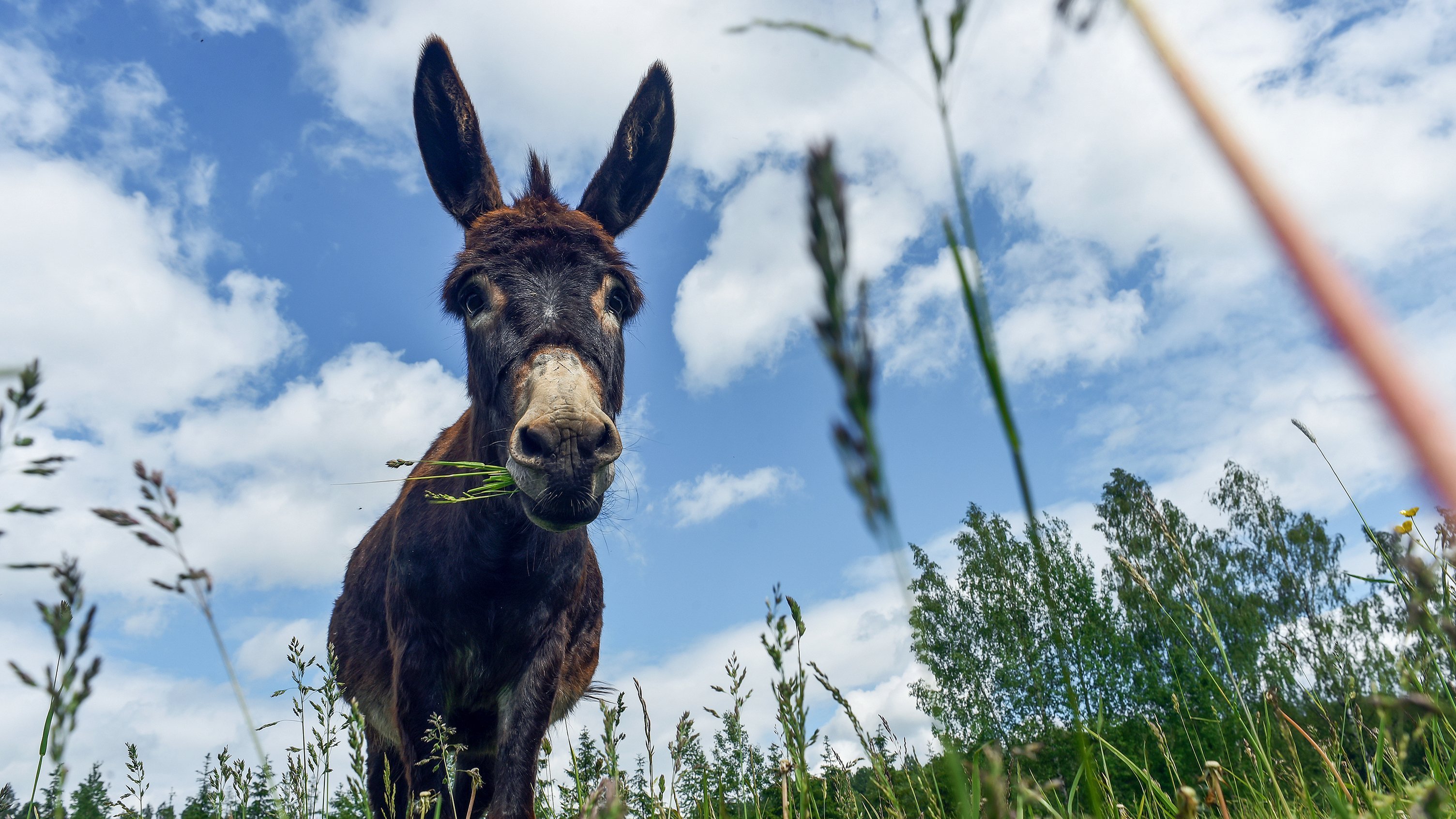 8. Tea Cup Pigs, Capybara, Pygmy Goat, Mini Donkey, Hedgehog, Skunk