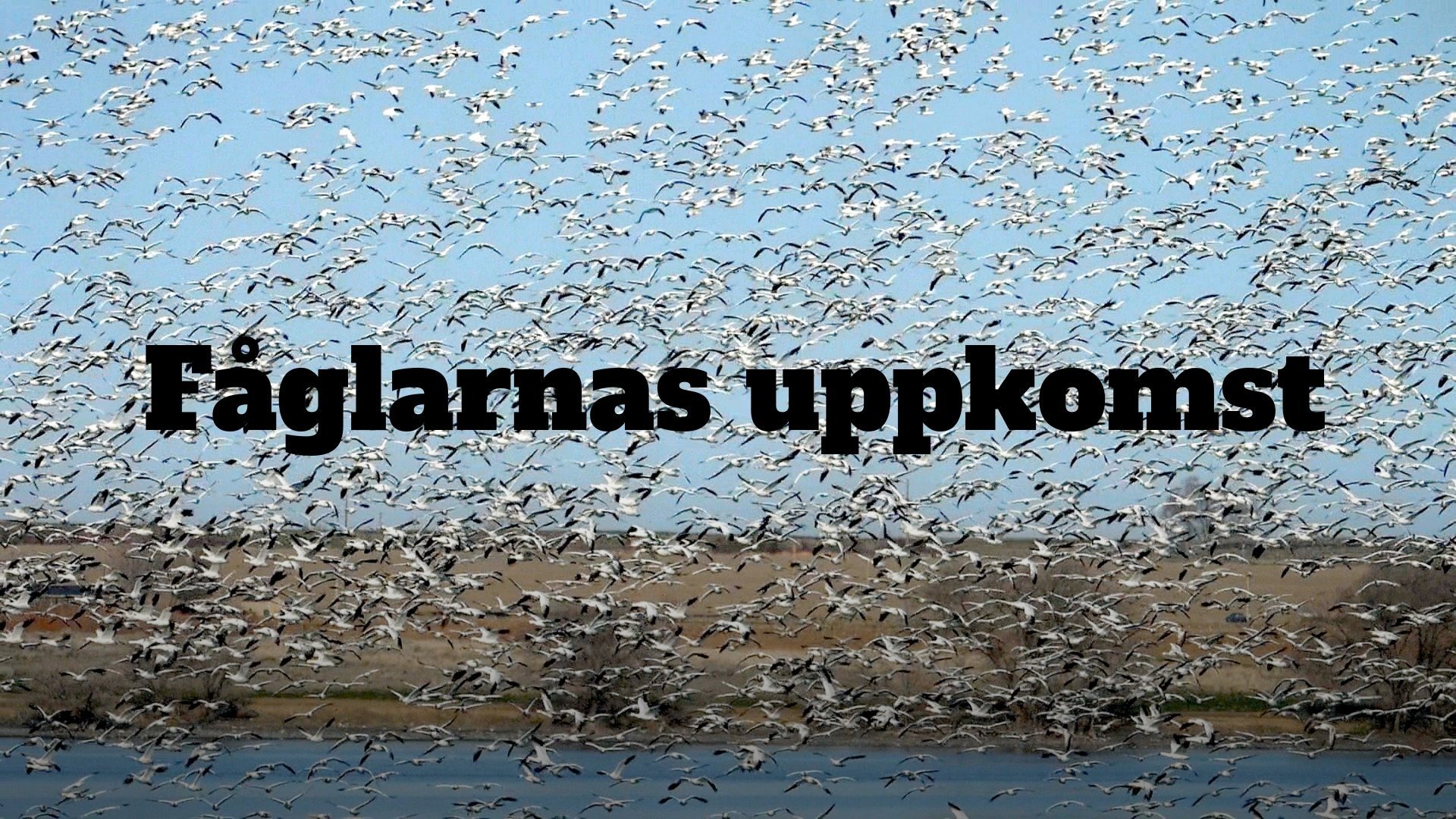 Fåglarnas uppkomst