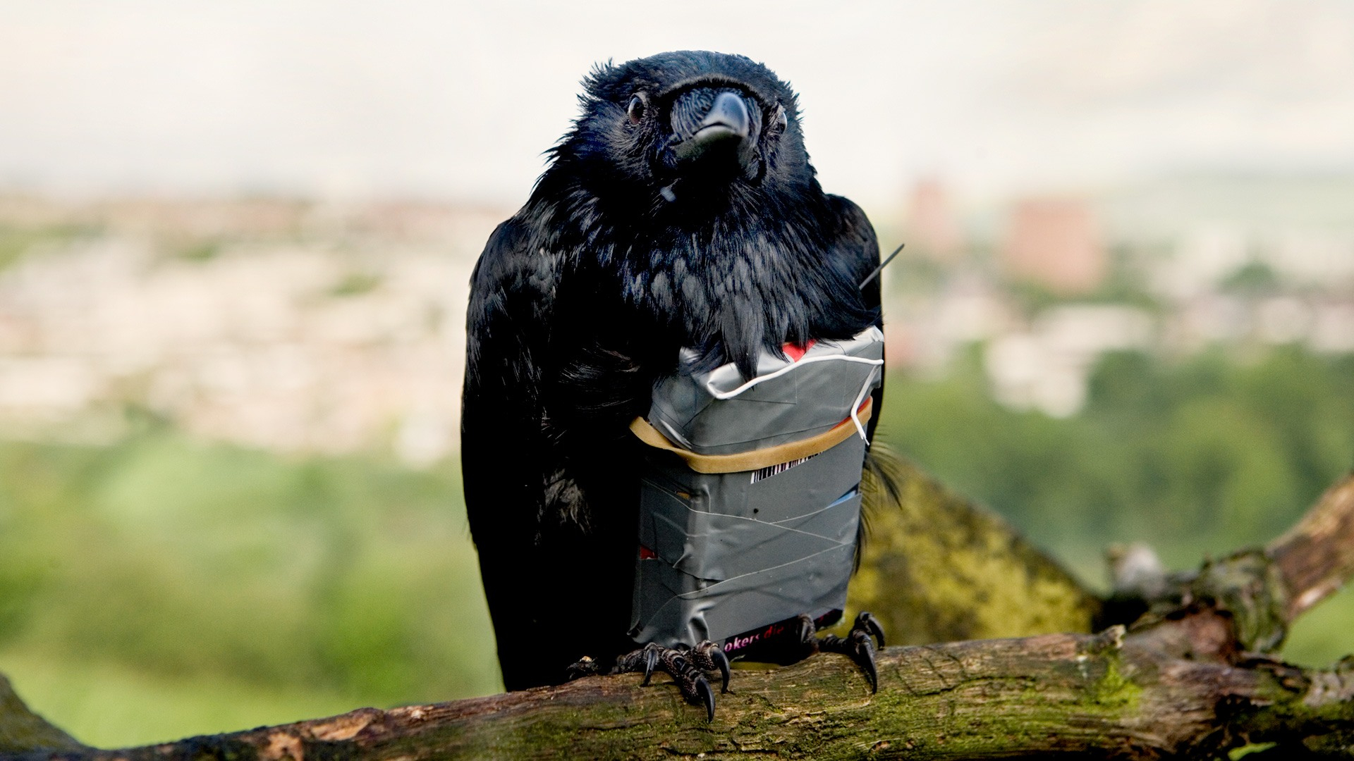 Four lions