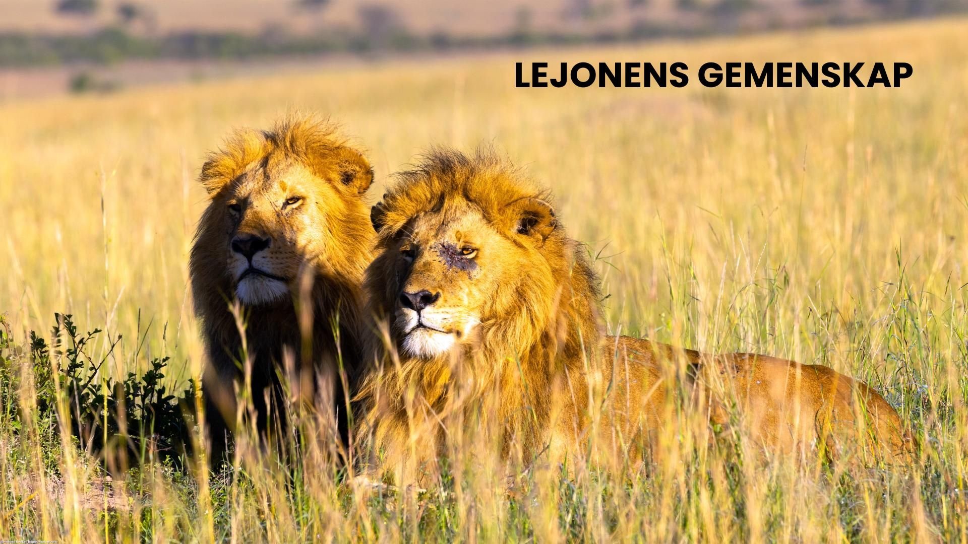 Lejonens gemenskap