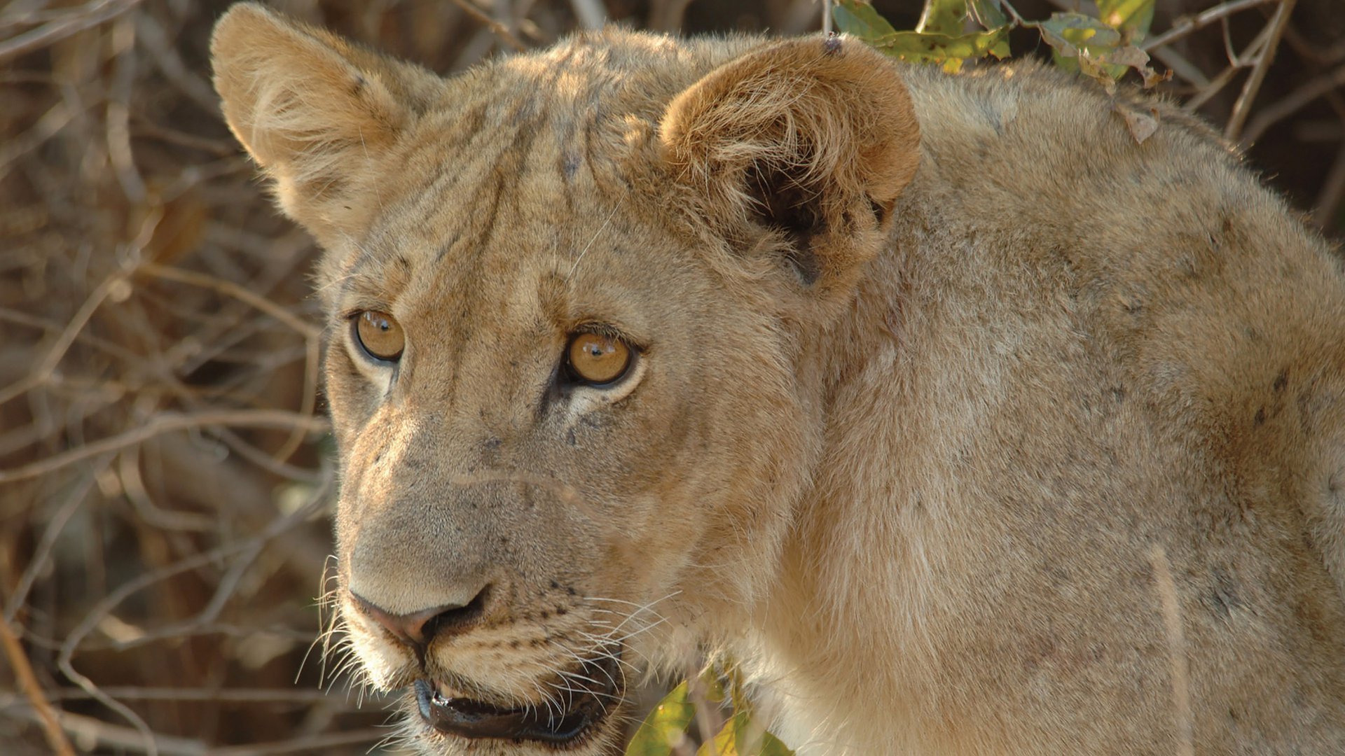 Samlingsavsnitt-Afrikas farligaste djur